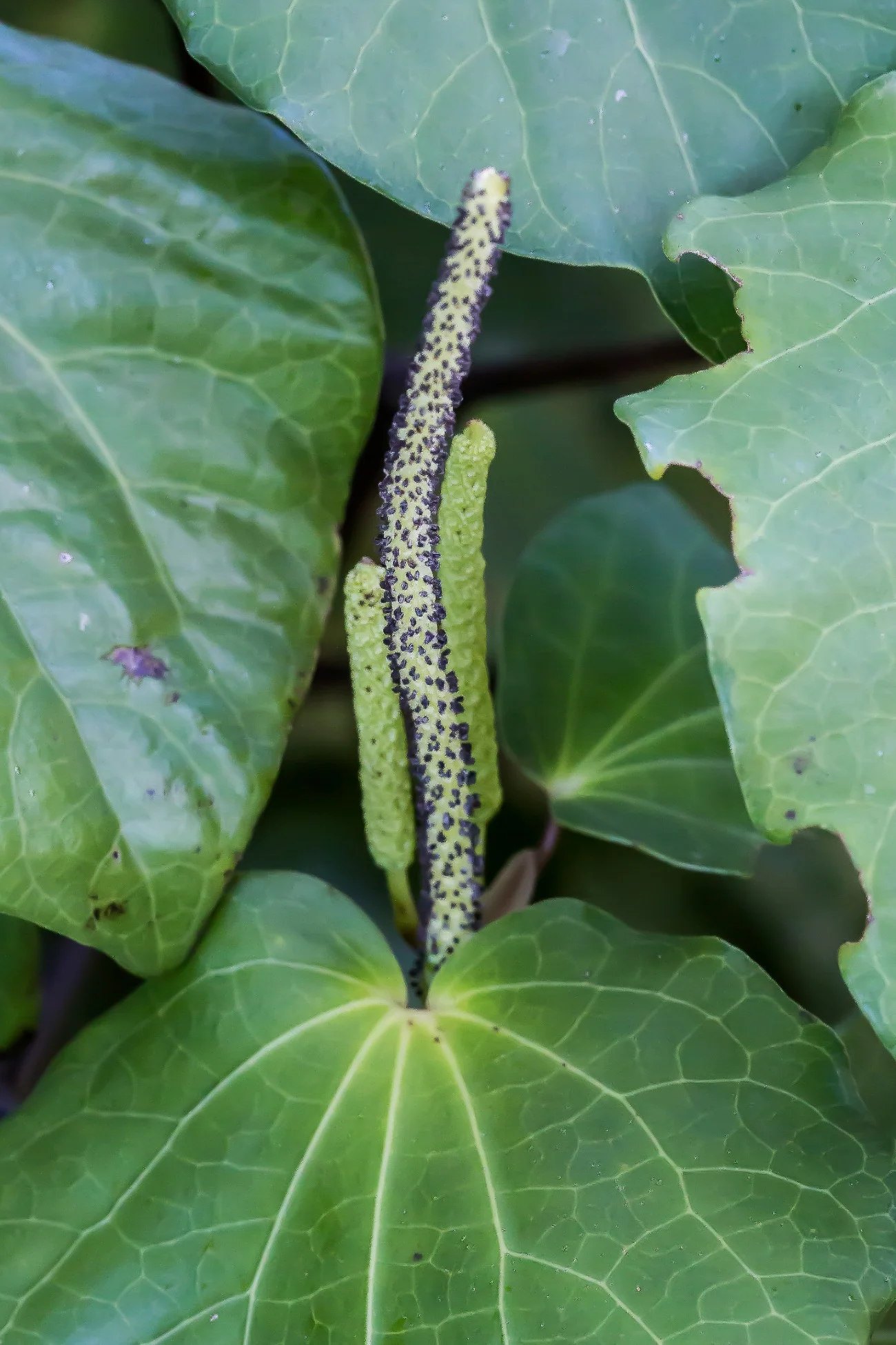 Kawakawa,-266d.jpg