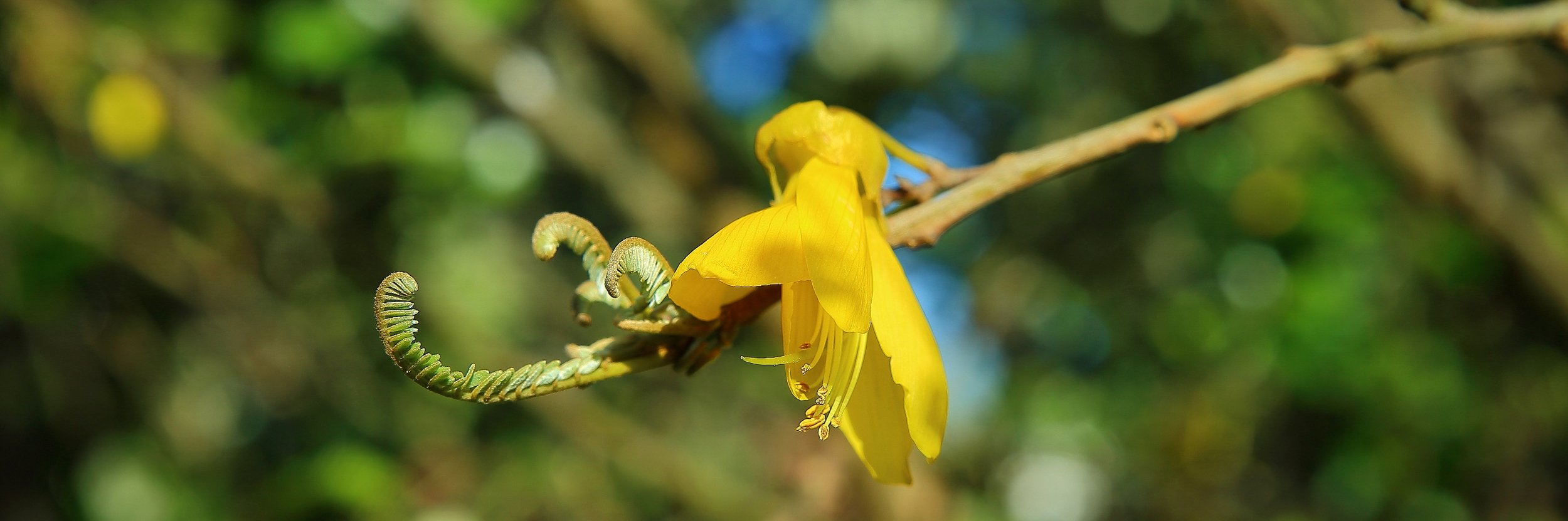 Kowhai,018d-.jpg