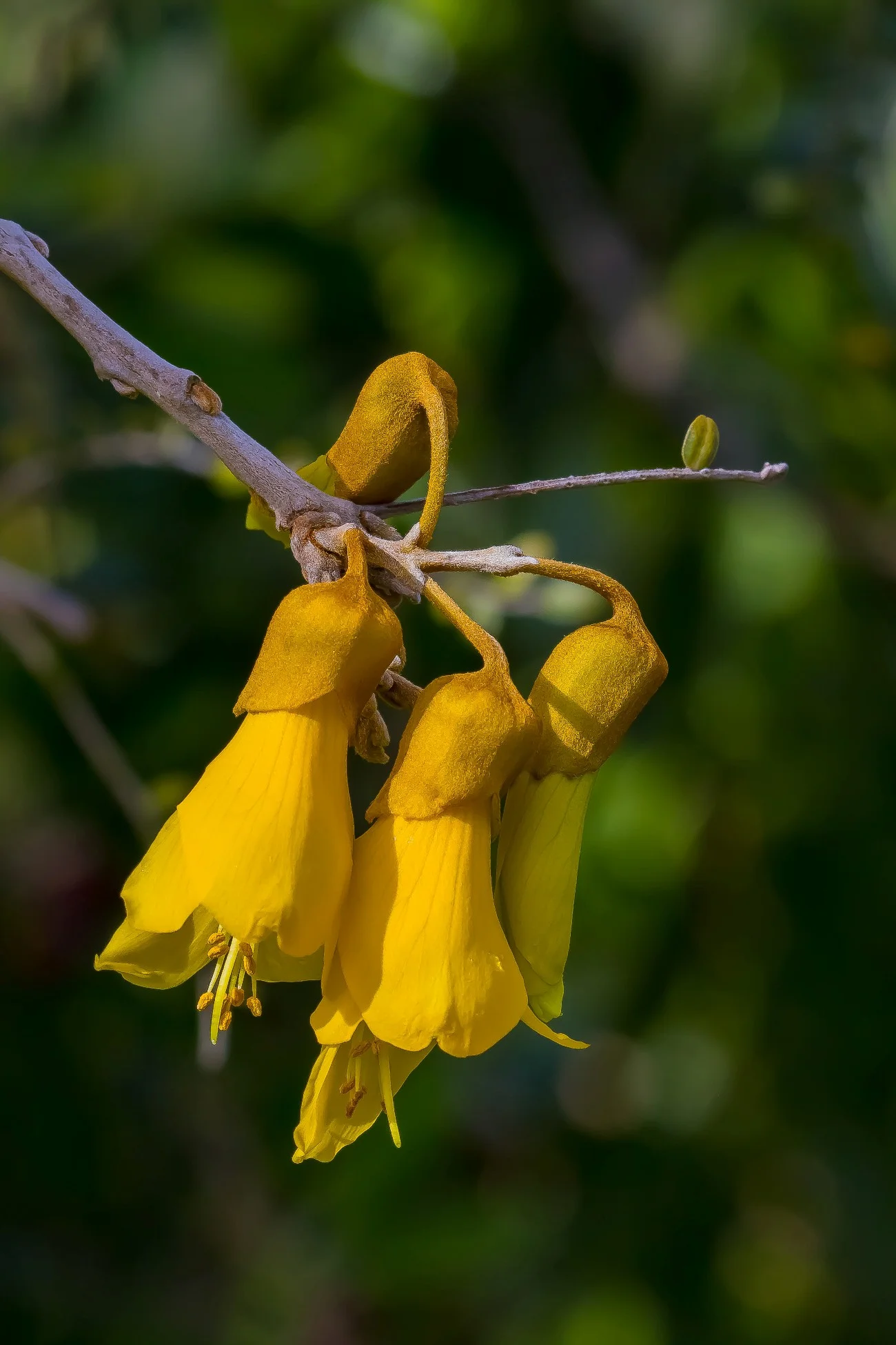 Kowhai,-066d.jpg