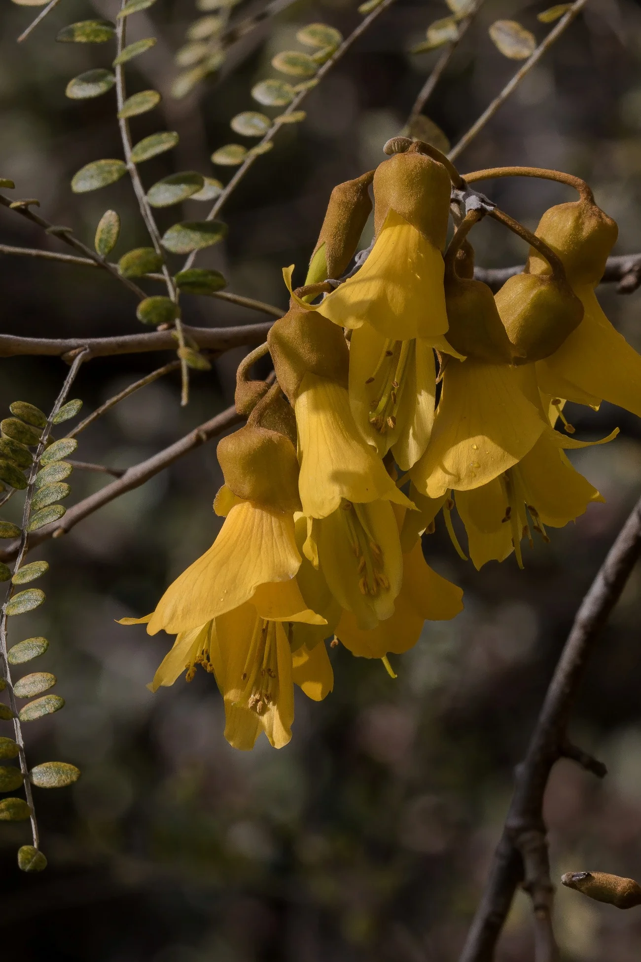 Kowhai,-078d.jpg