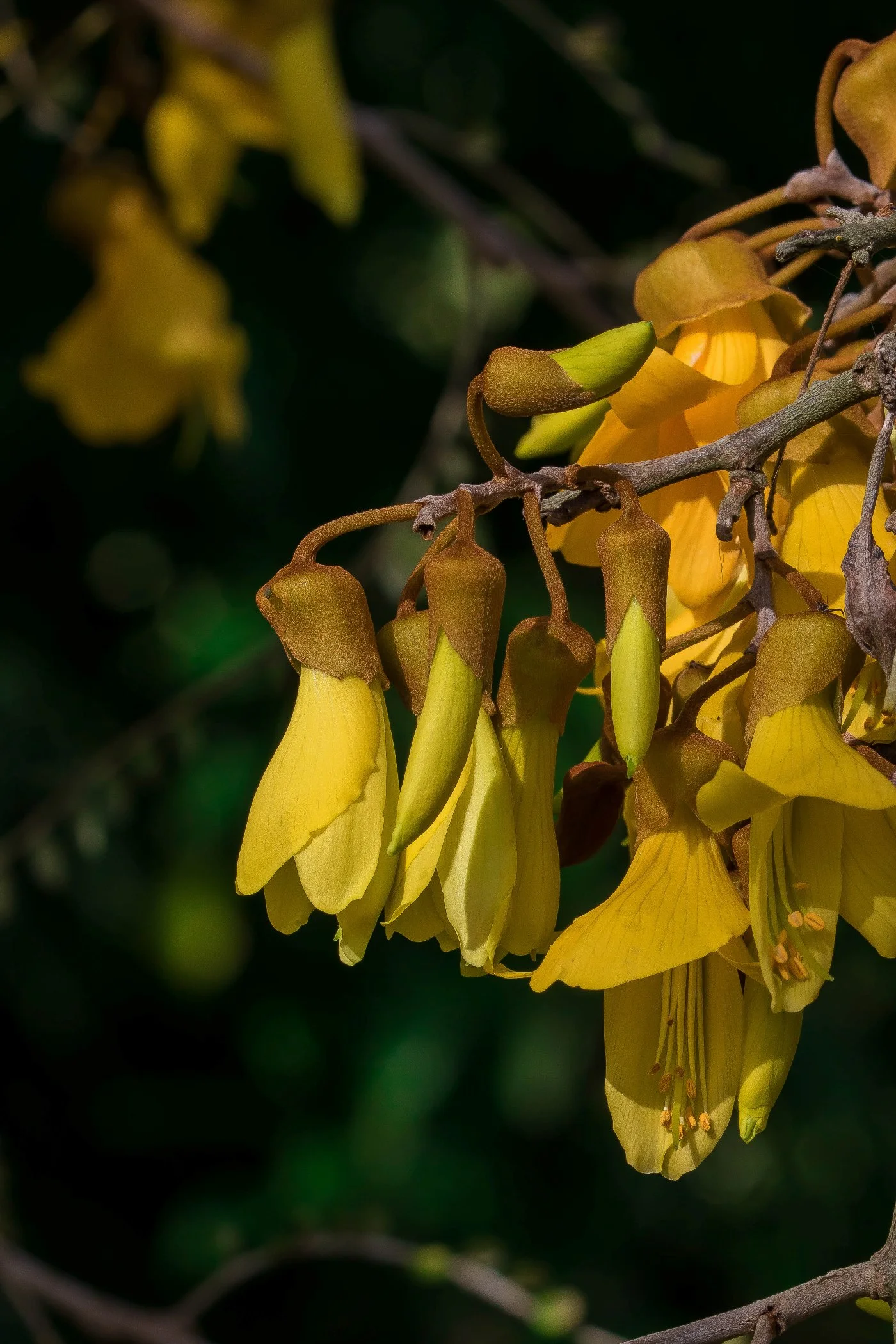 Kowhai,083d-.jpg