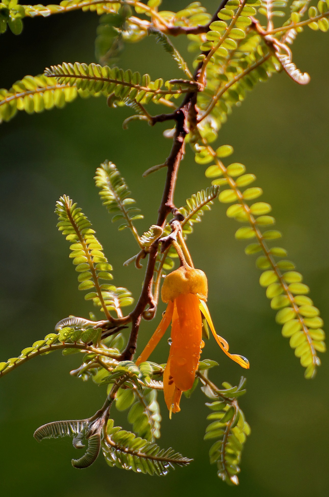 Kowhai,-116d.jpg