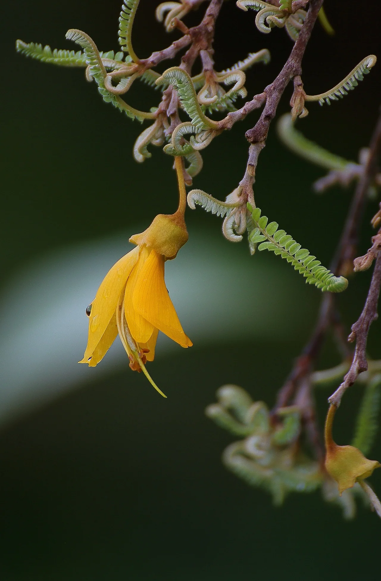 Kowhai,-200d.jpg