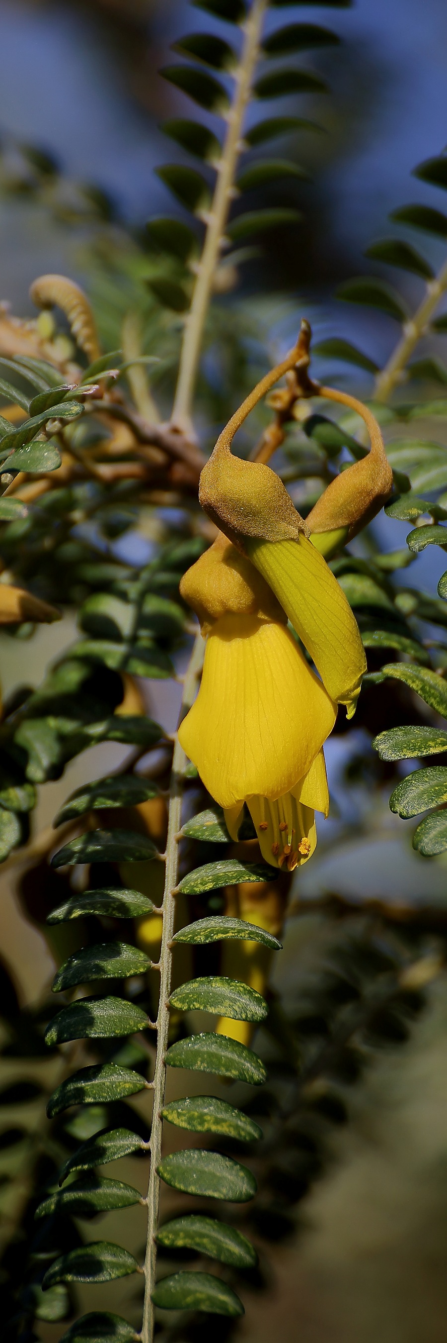 Kowhai,210d-.jpg