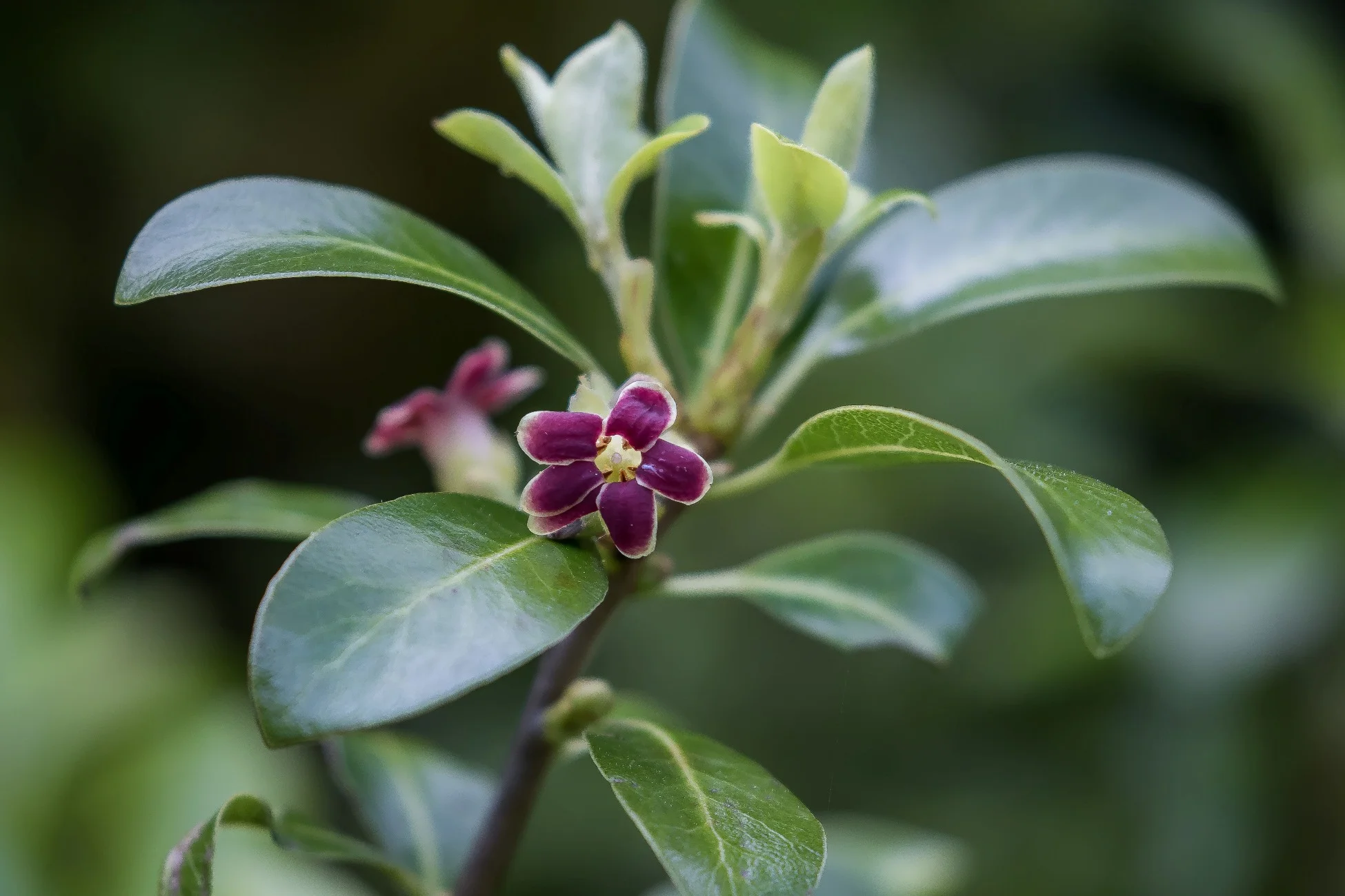 Pittosporum,-102d.jpg