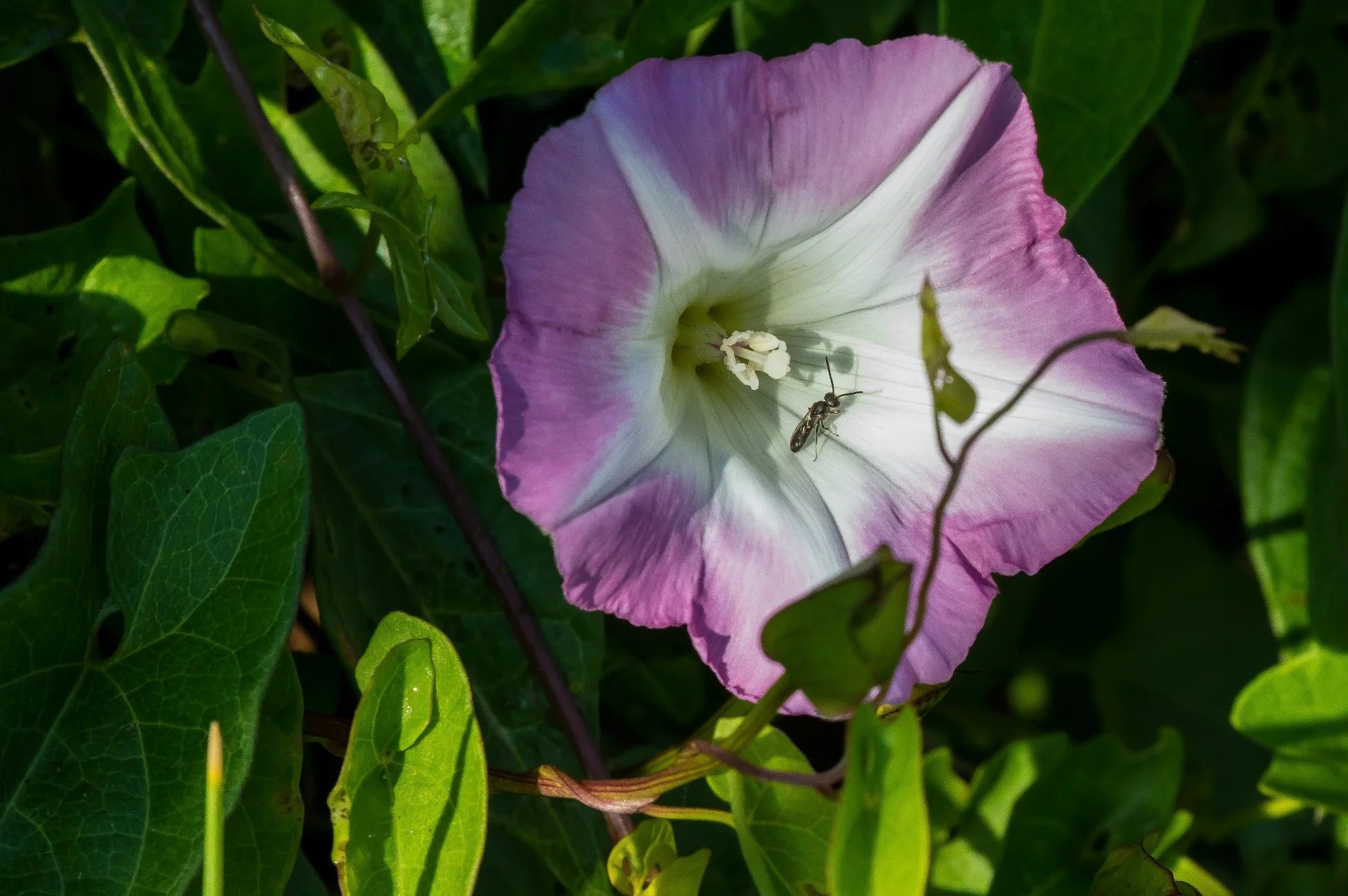 Convolvulus,-030d.jpg