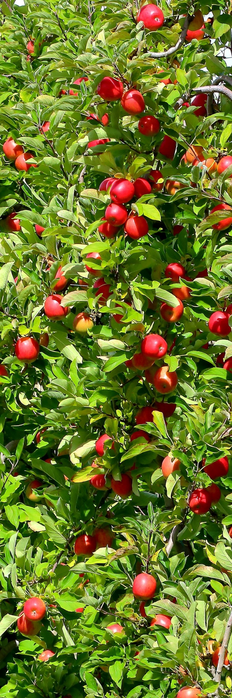 Apples,1166d-.jpg