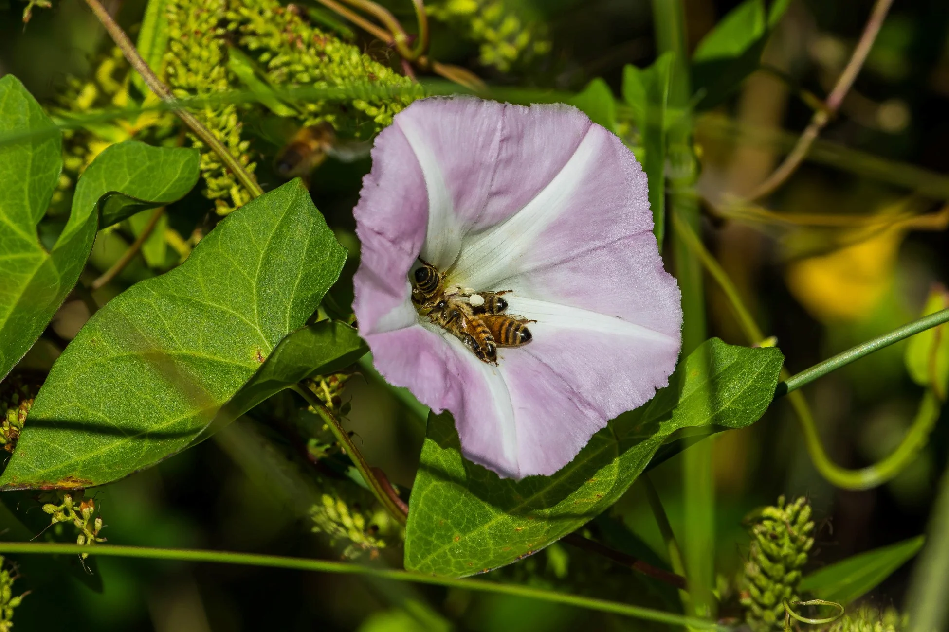 Convolvulus,-067d.jpg