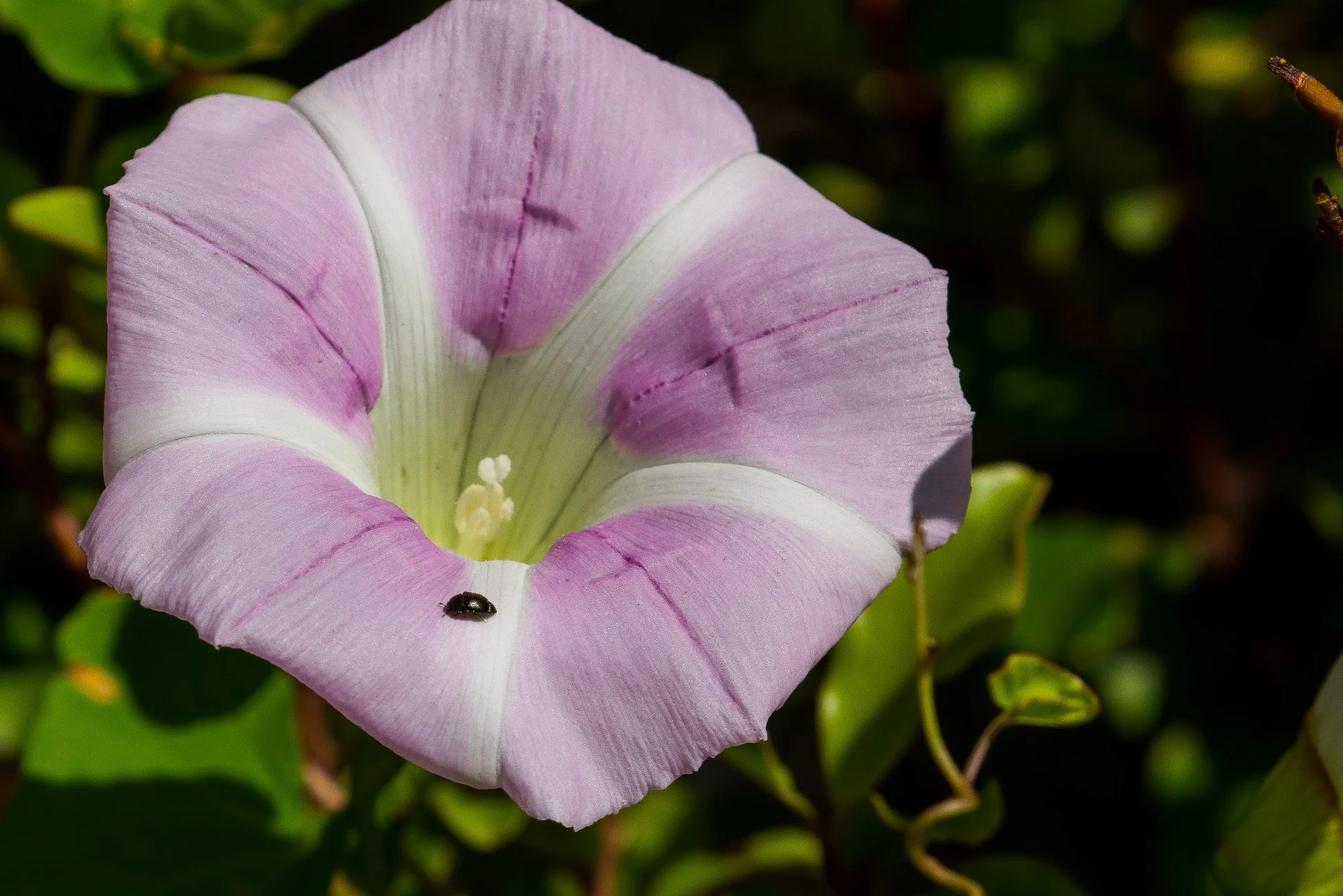 Convolvulus,-274d.jpg