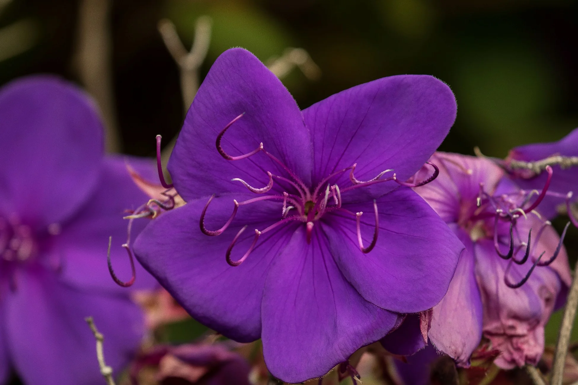 Tibouchina,-909d.jpg