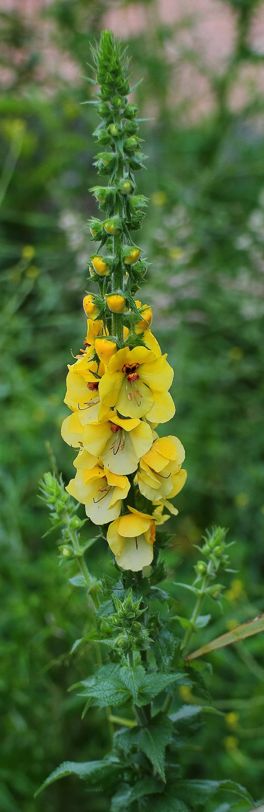 Roadside Flower,-379d.jpg