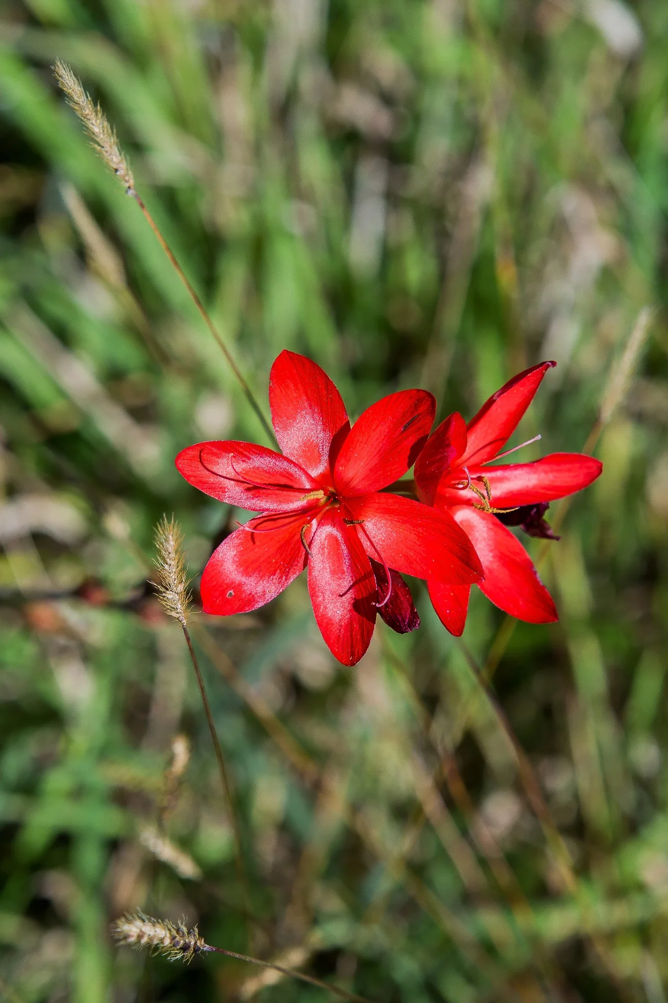 Westcoast Roadside,-1082d.jpg