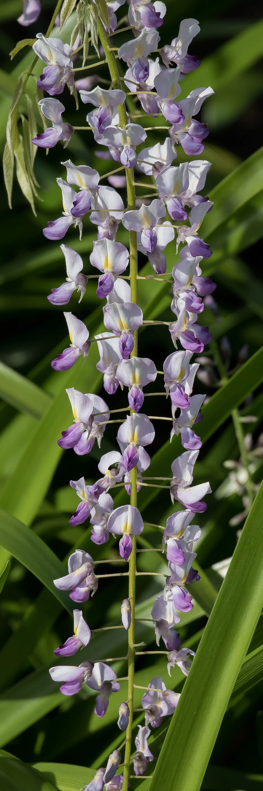 Wisteria,-614d.jpg