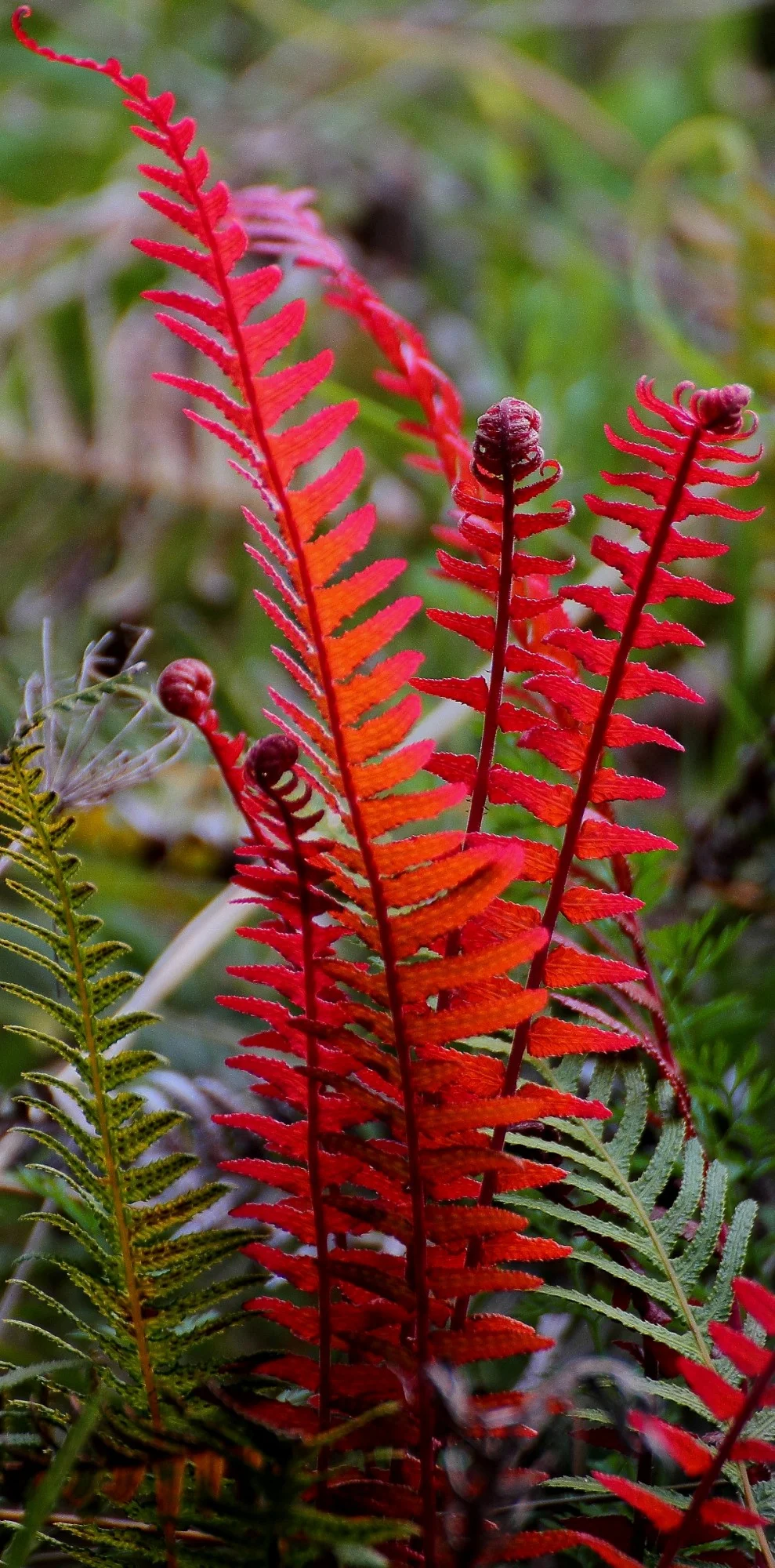 Alpine Hard Fern,-048d-.jpg