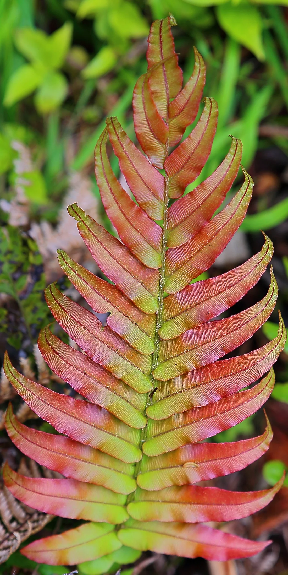 Blechnum,-087d.jpg
