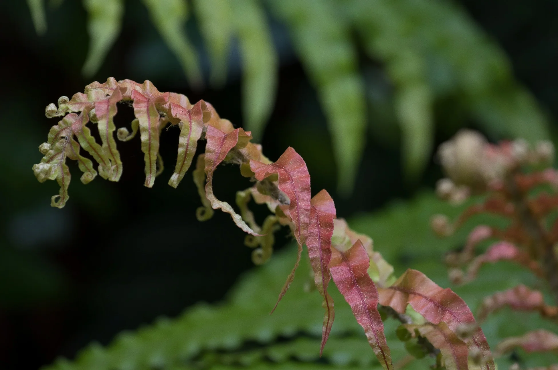 Blechnum,Kiokio,-994d.jpg