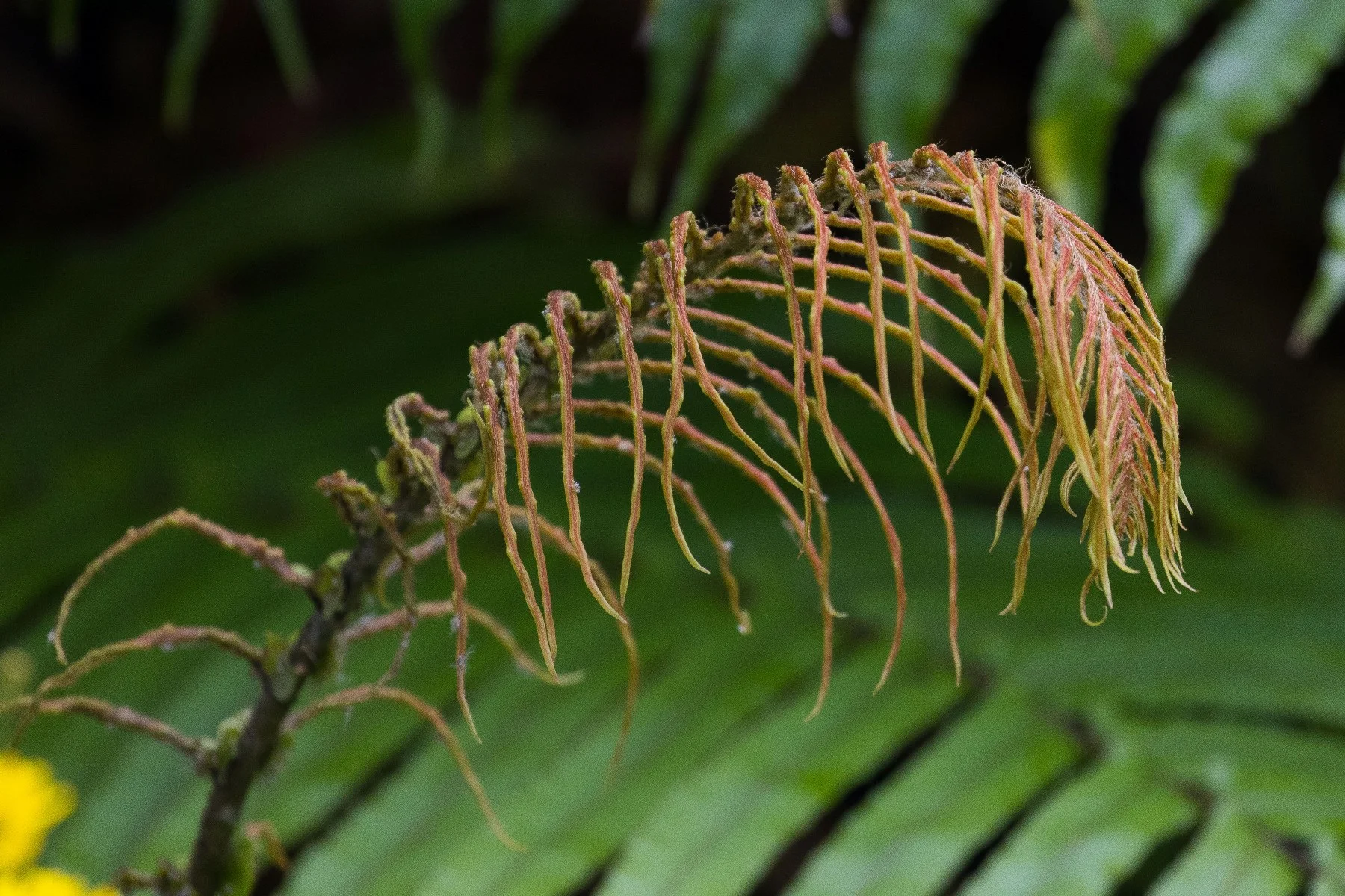 Blechnum,Kiokio,-993d.jpg