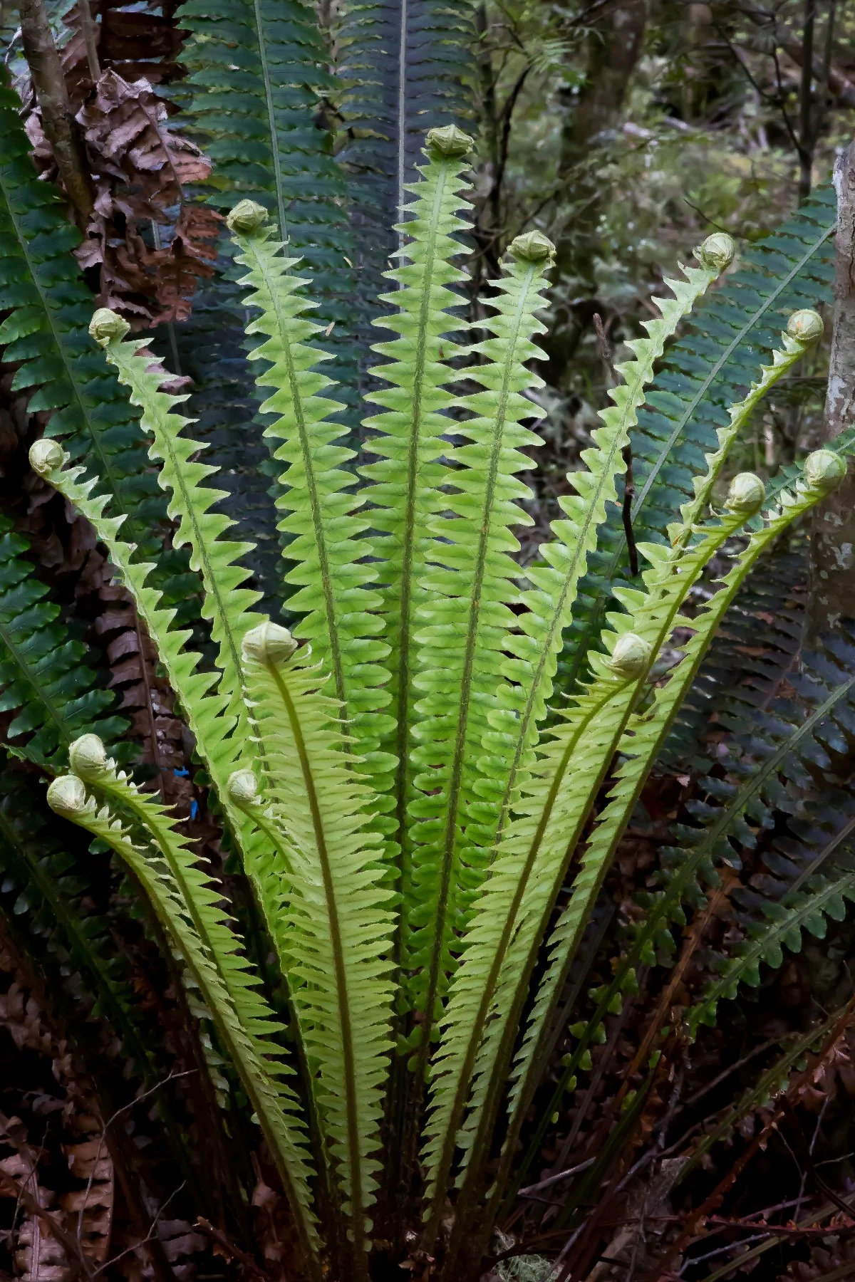 Crown Fern,-551d.jpg