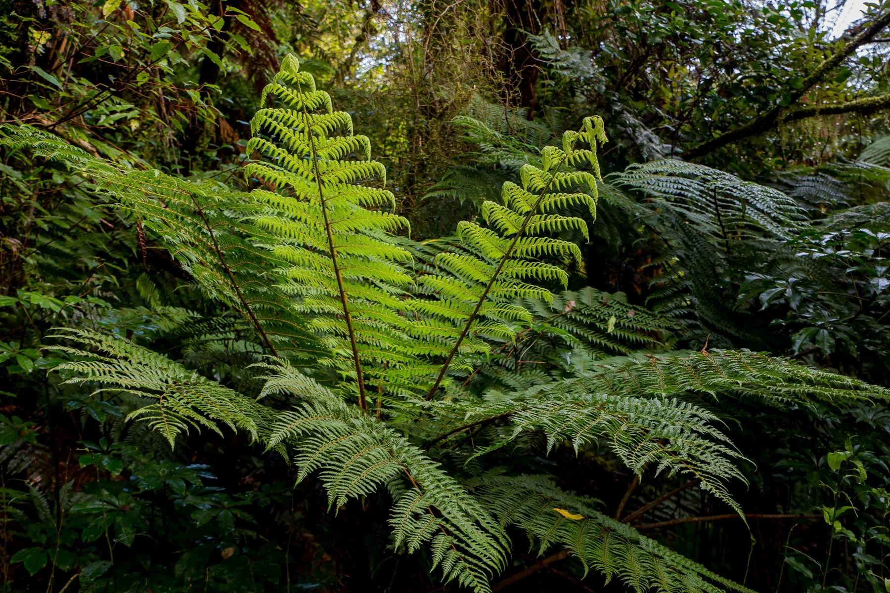 Cyathea,-051d.jpg