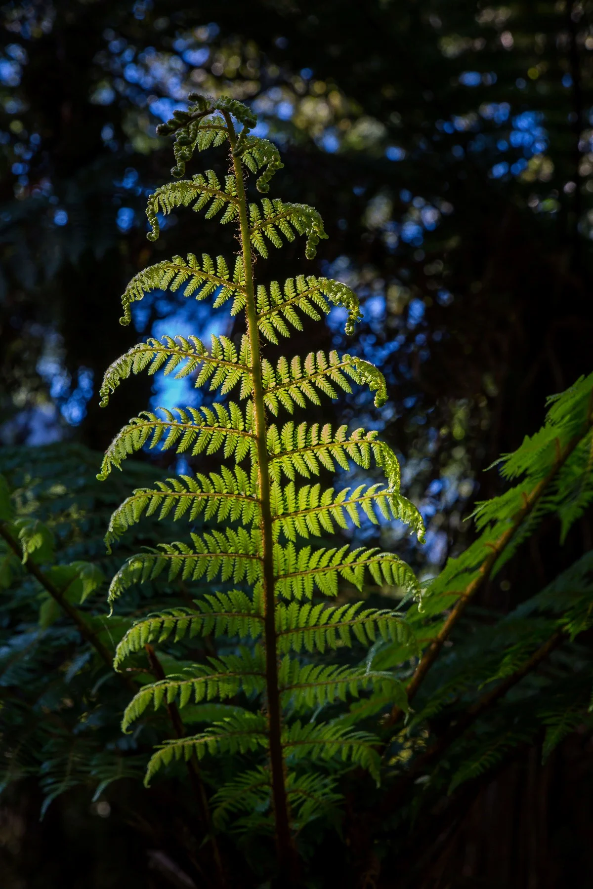 Cyathea,-233d.jpg