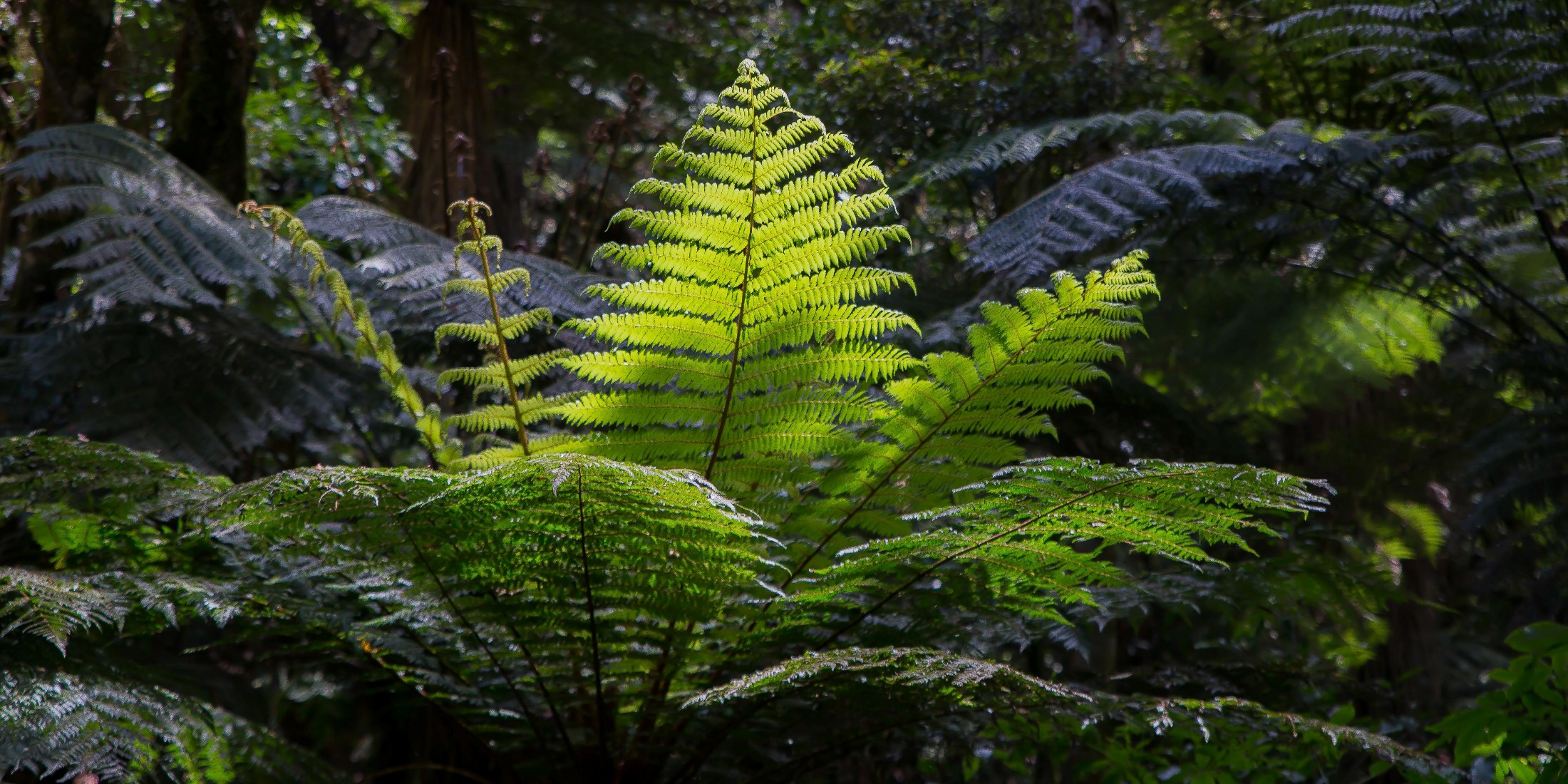 Cyathea,-693d.jpg