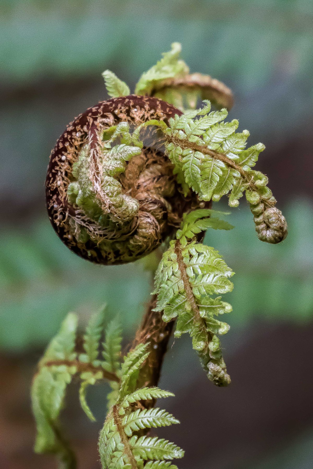 Cyathea,-712d.jpg