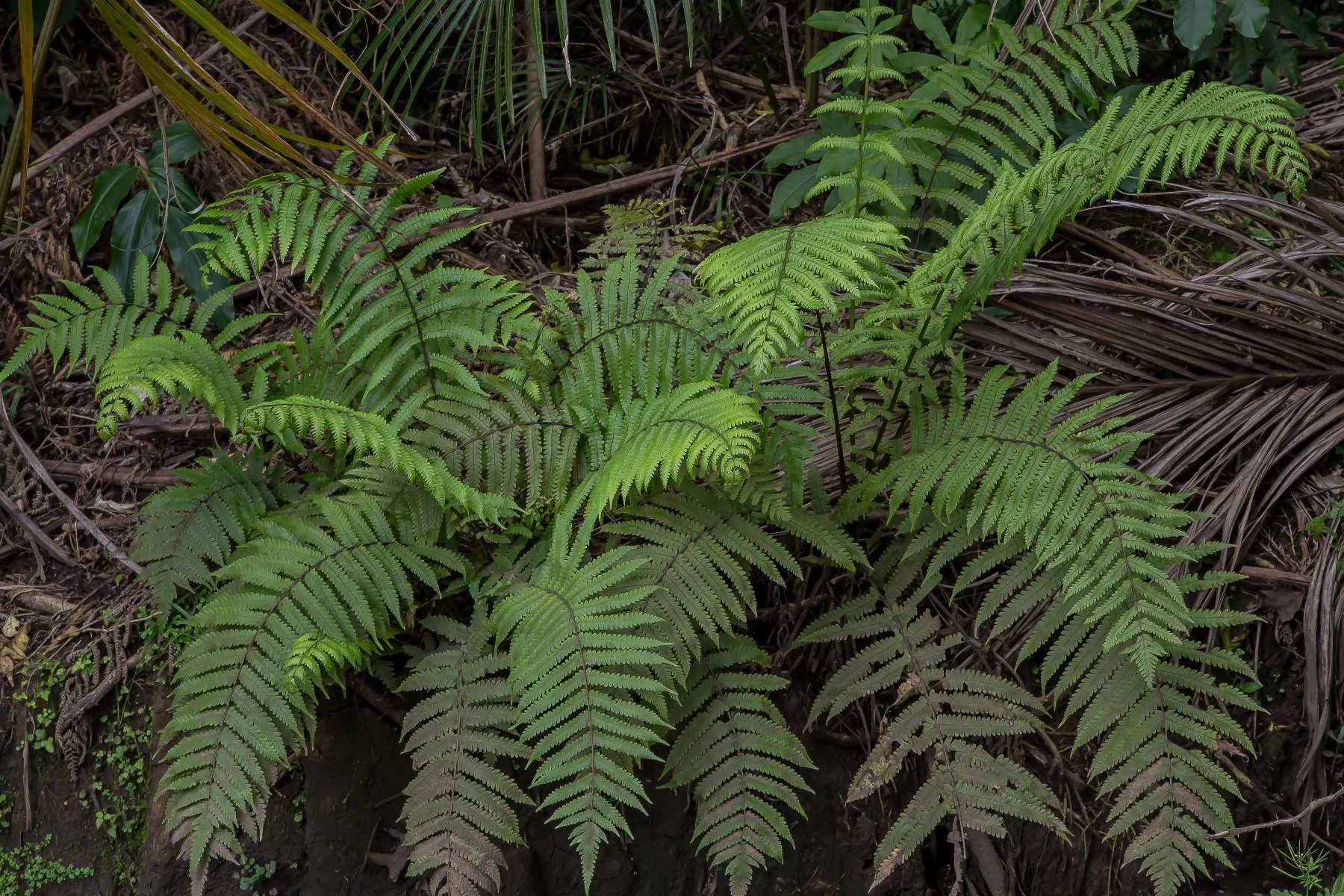 Feather Fern,-075d.jpg