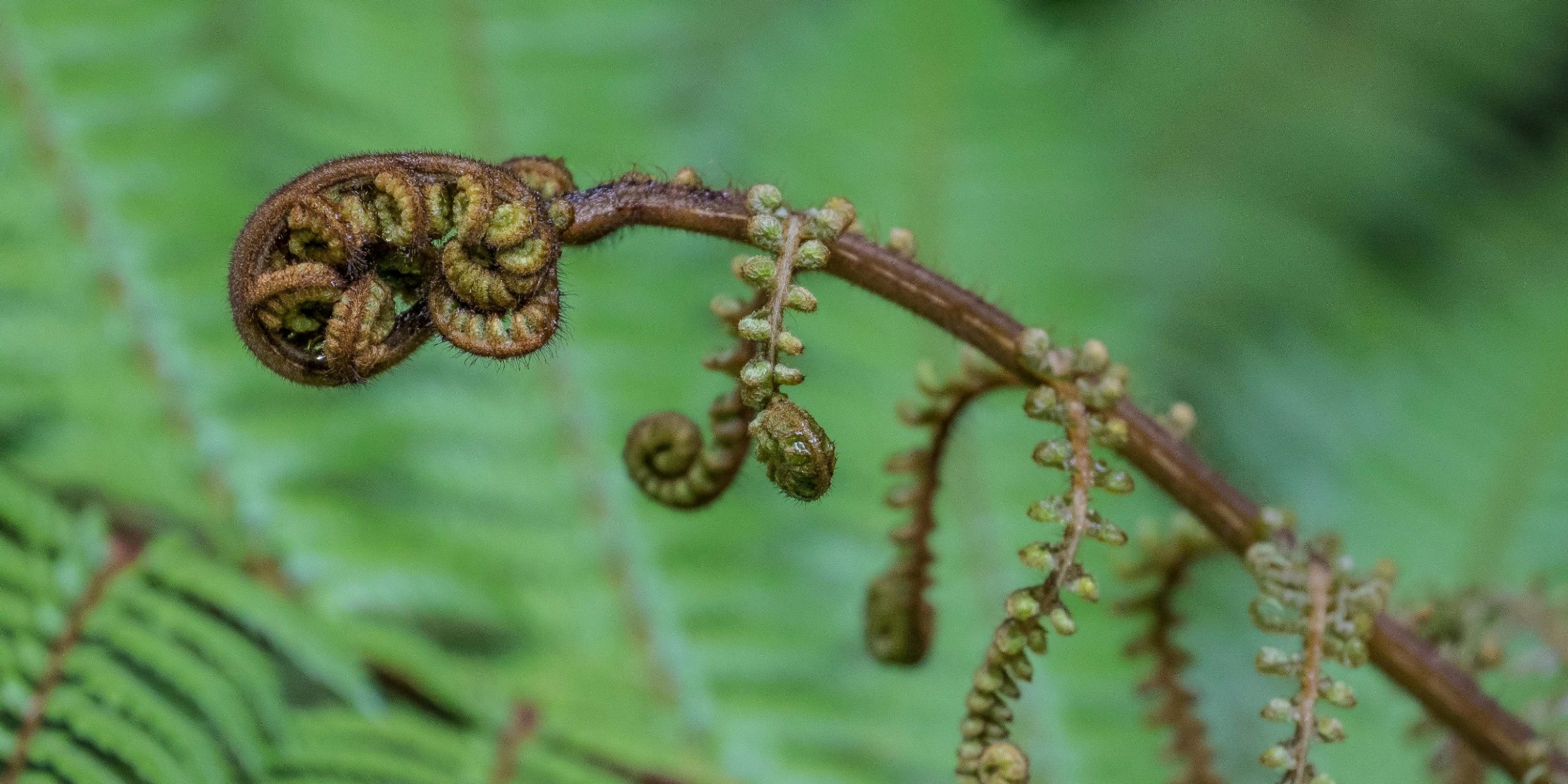 Fern frond,-1010d.jpg