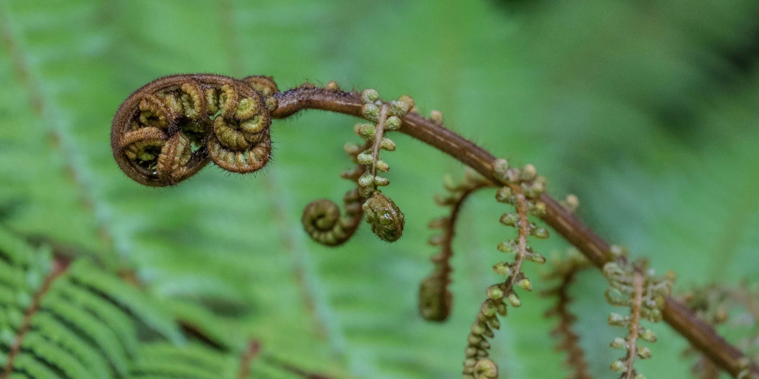 Fern frond,-1010d.jpg