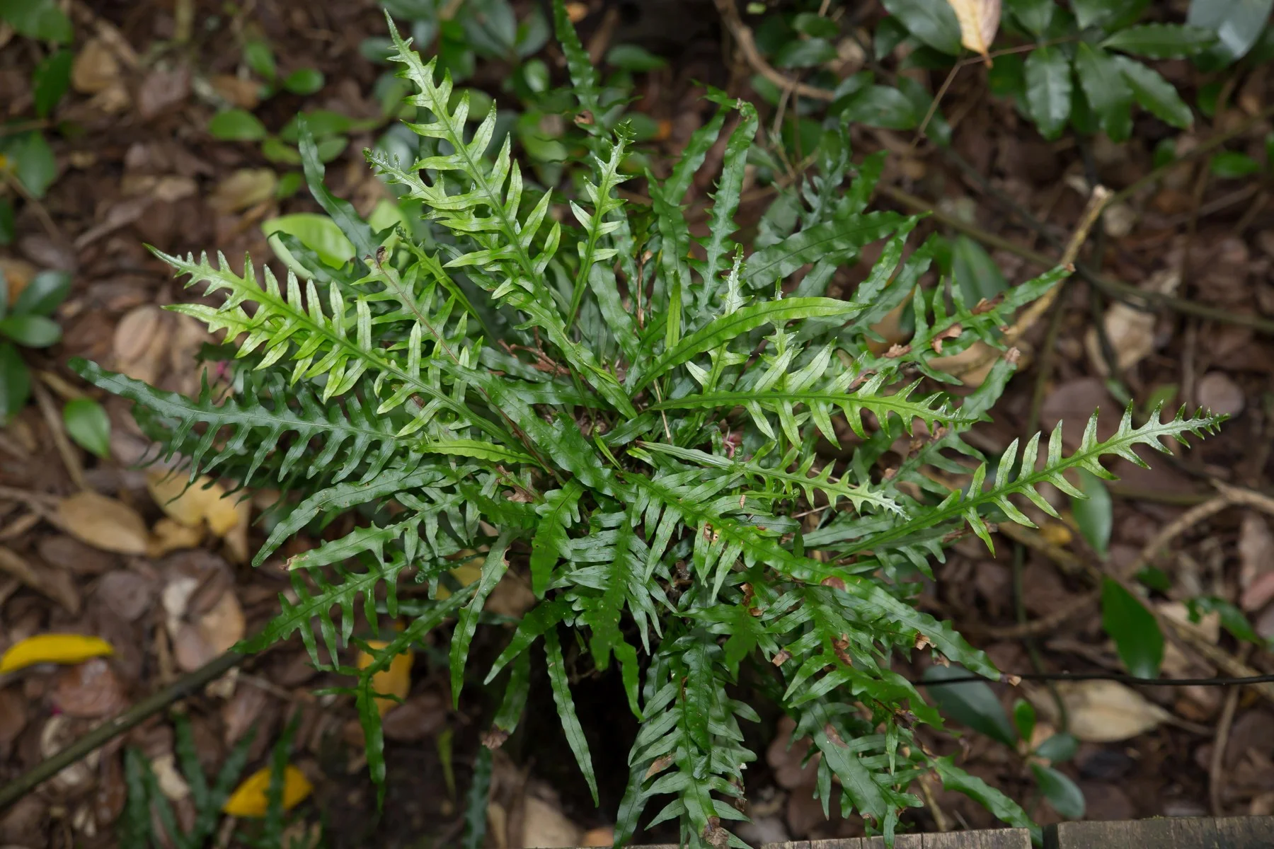 Fragrant Fern,-367d.jpg