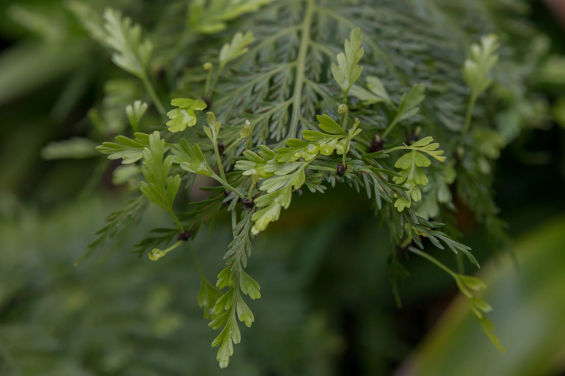 Hen and Chicken,-092d.jpg