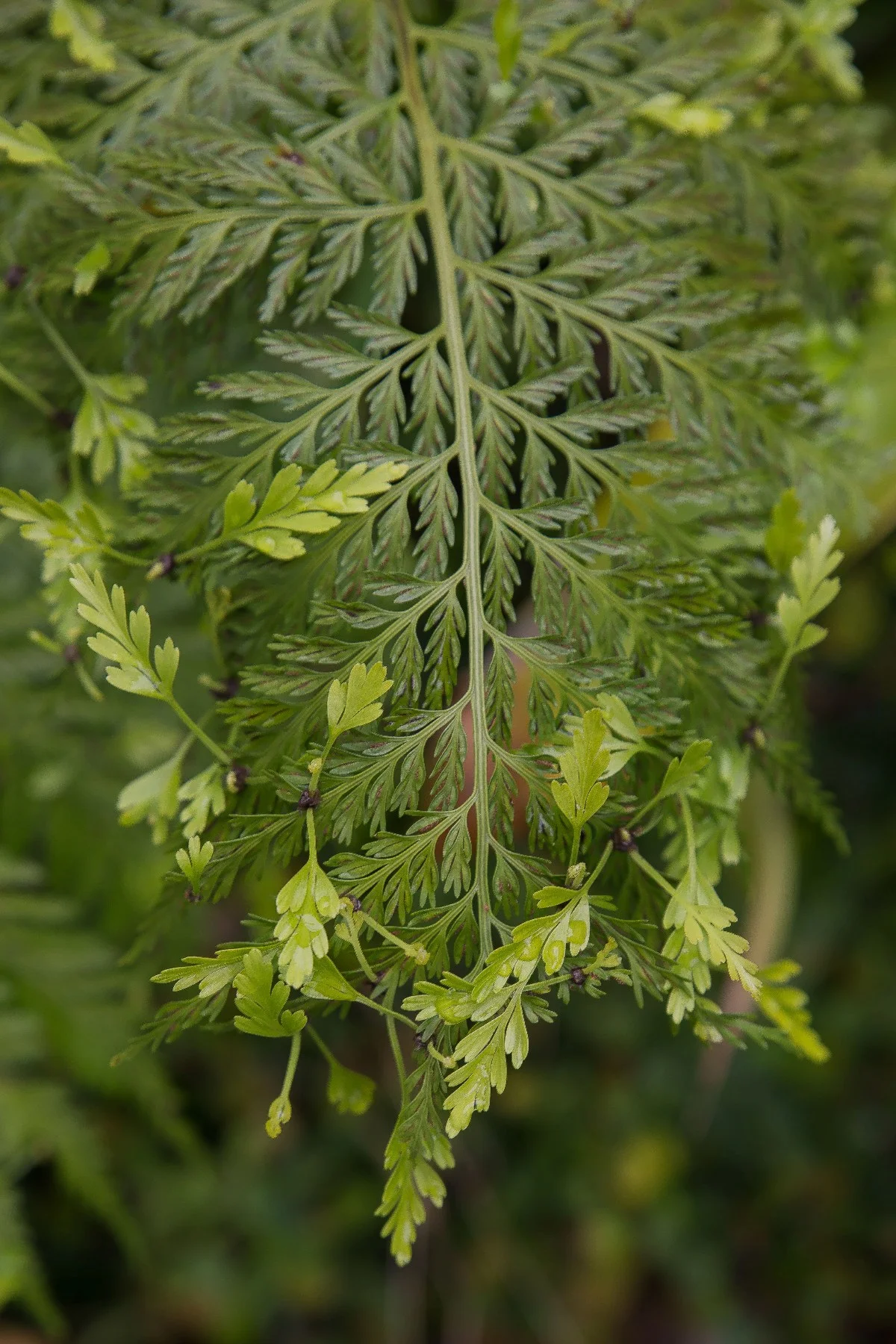 Hen and Chicken,-096d.jpg