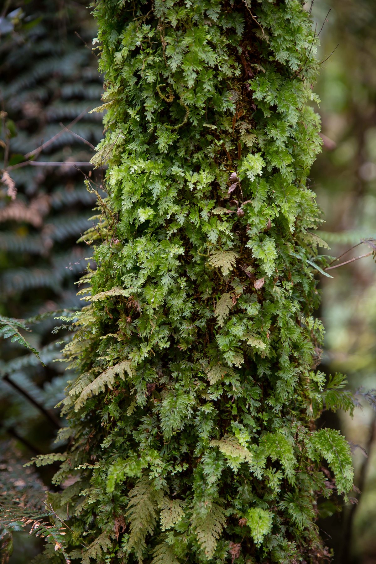 Hymenophyllum,-301d.jpg