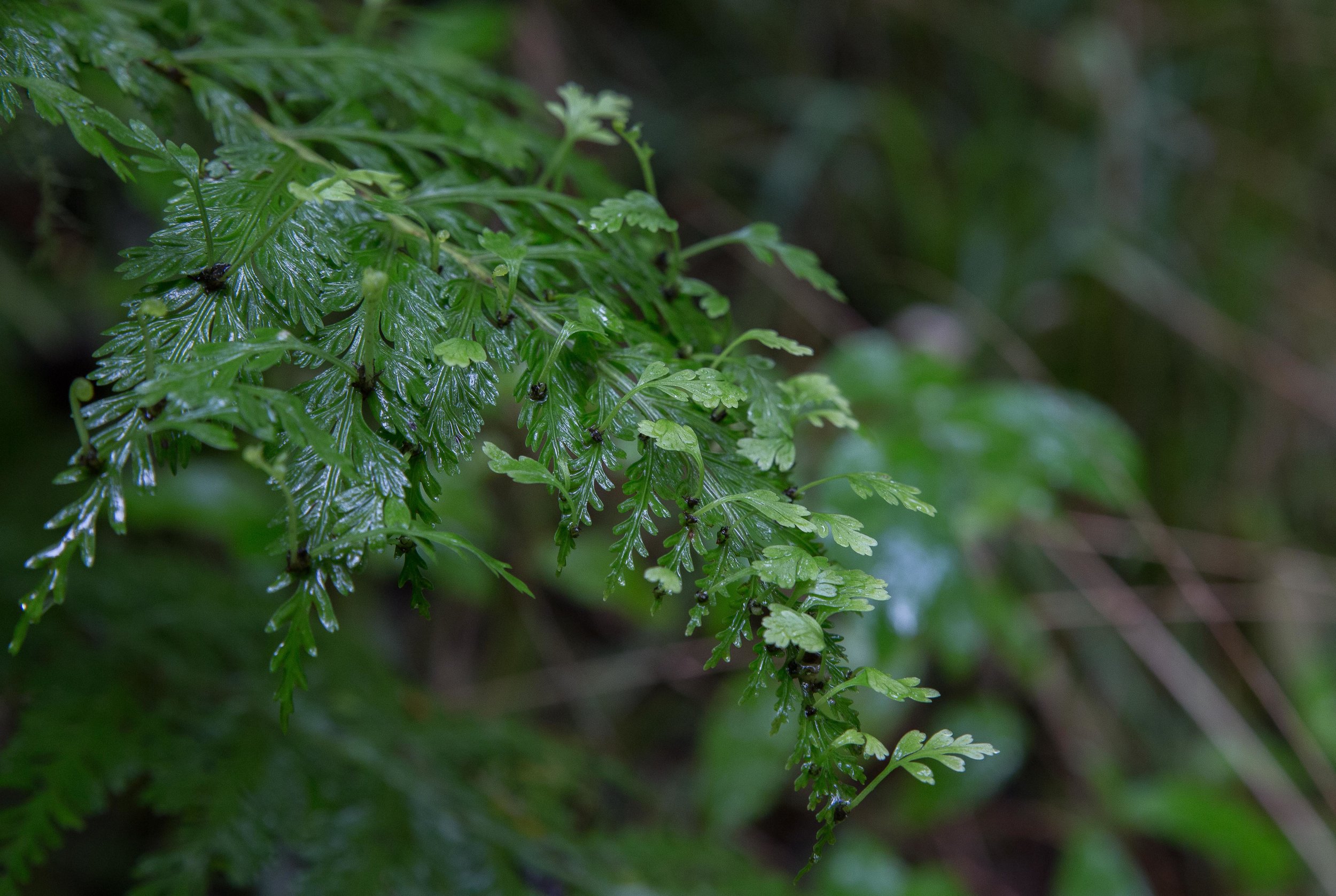 Hen & chicken Fern-044.JPG