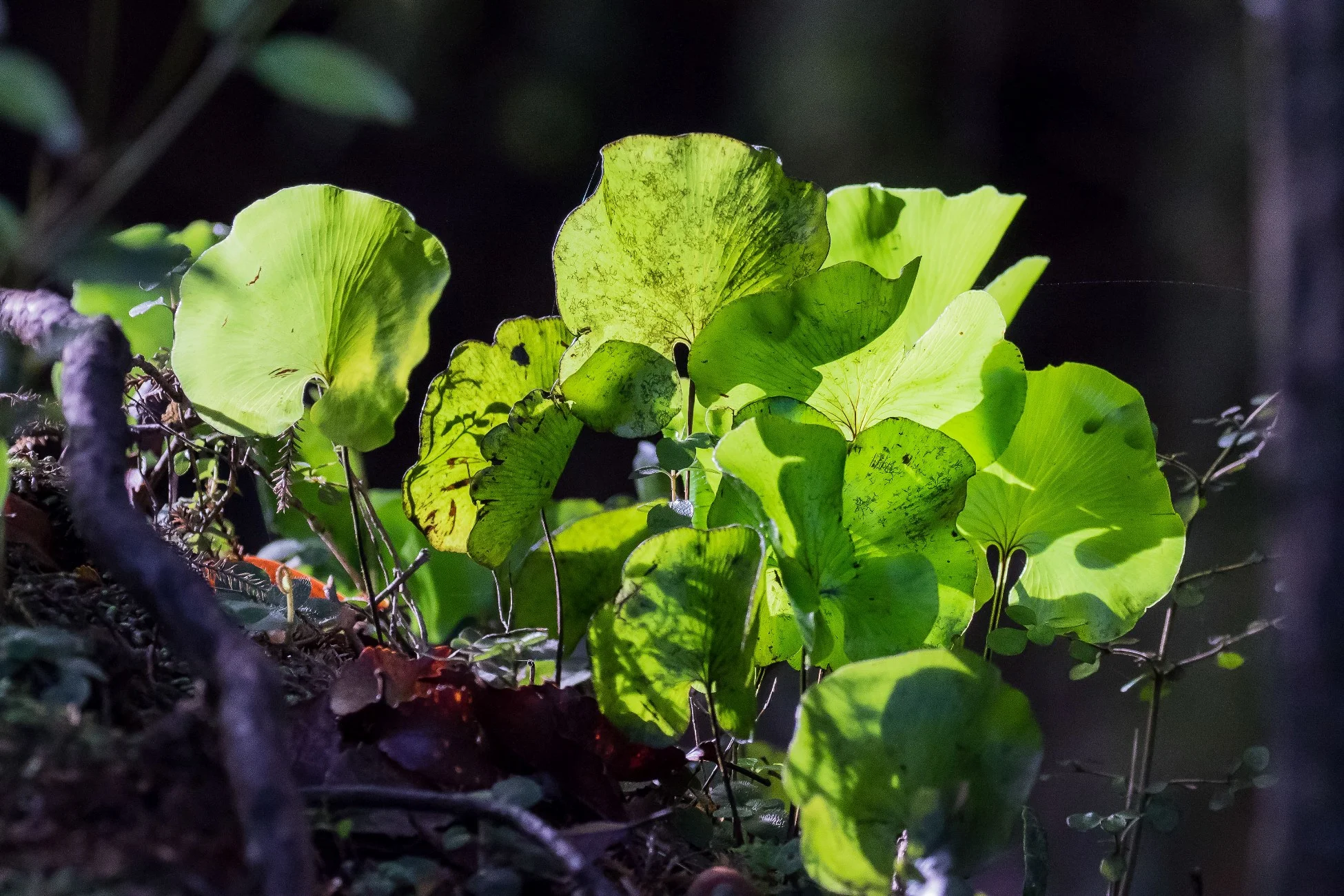 Kidney Fern,-007d.jpg