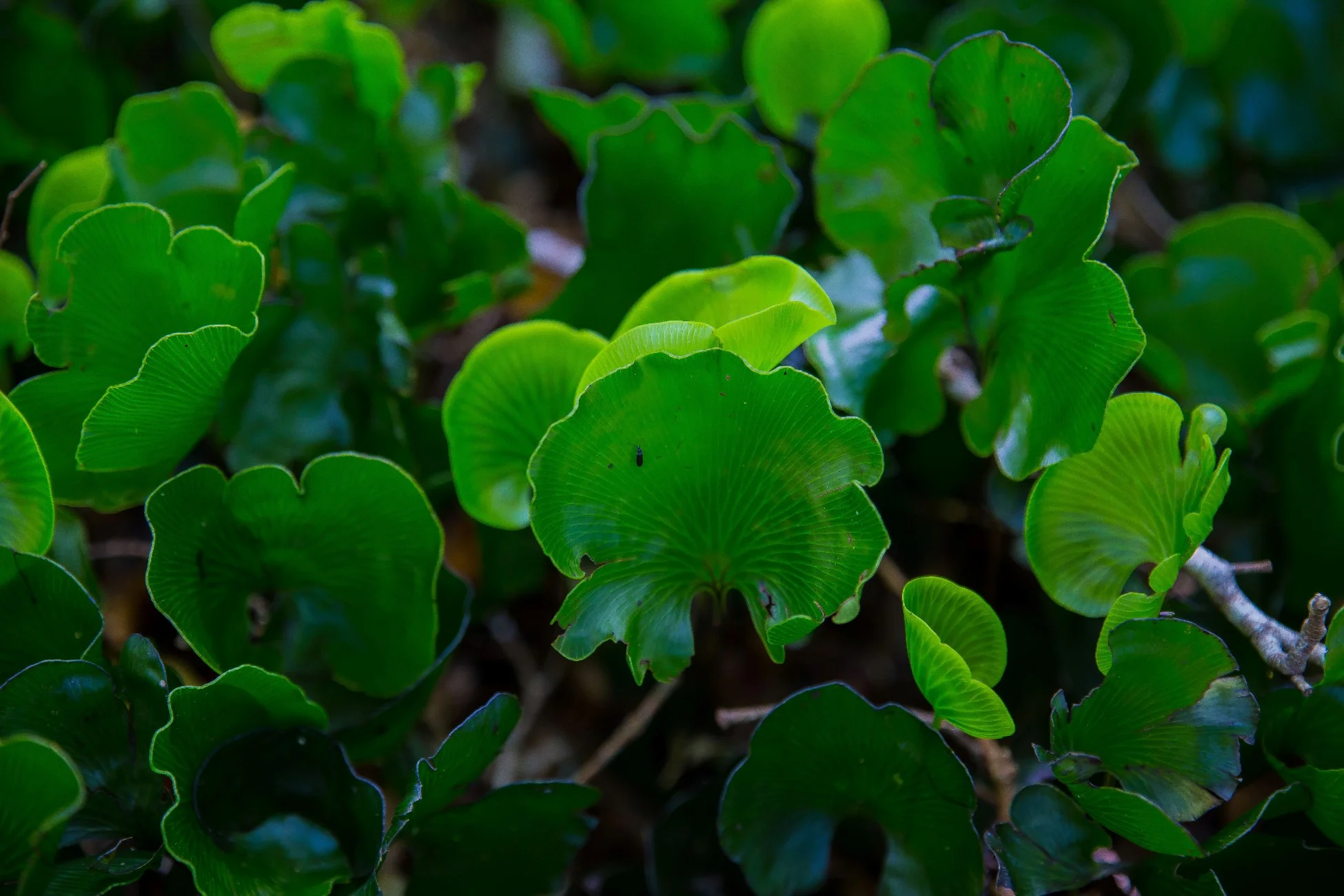 Kidney Fern,-730d.jpg