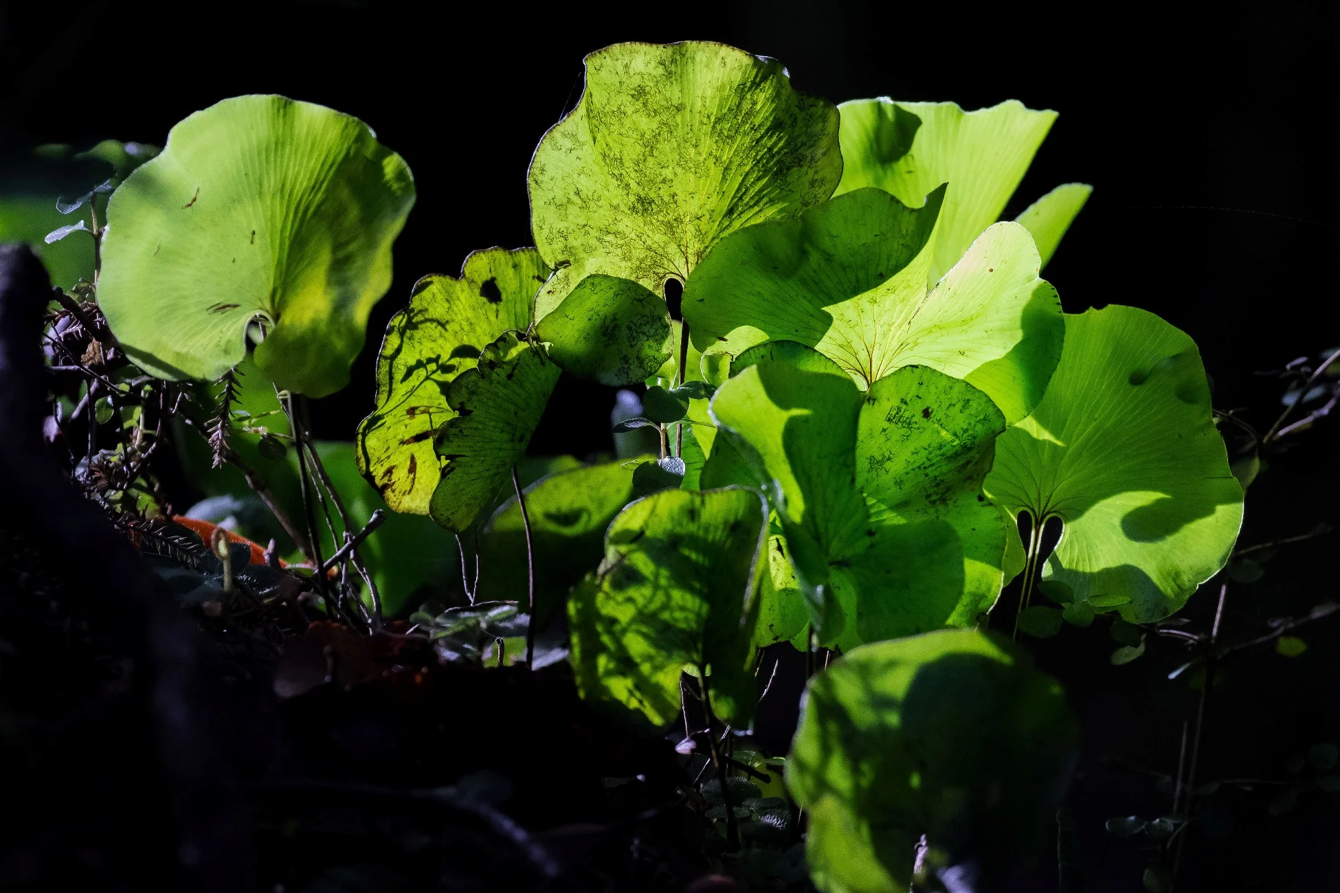 Kidney Fern,-008d.jpg