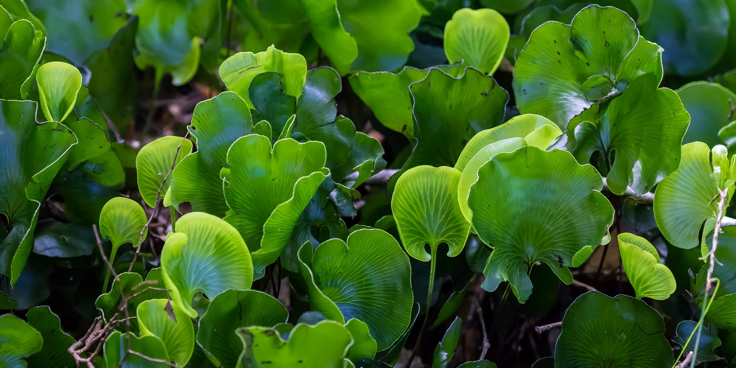 Kidney Fern,-834d.jpg