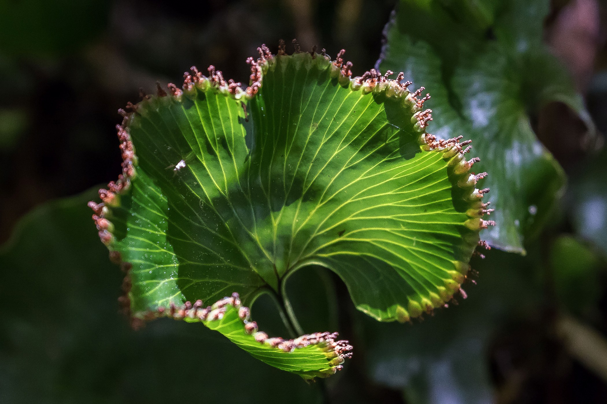 Kidney Fern,-823d.jpg