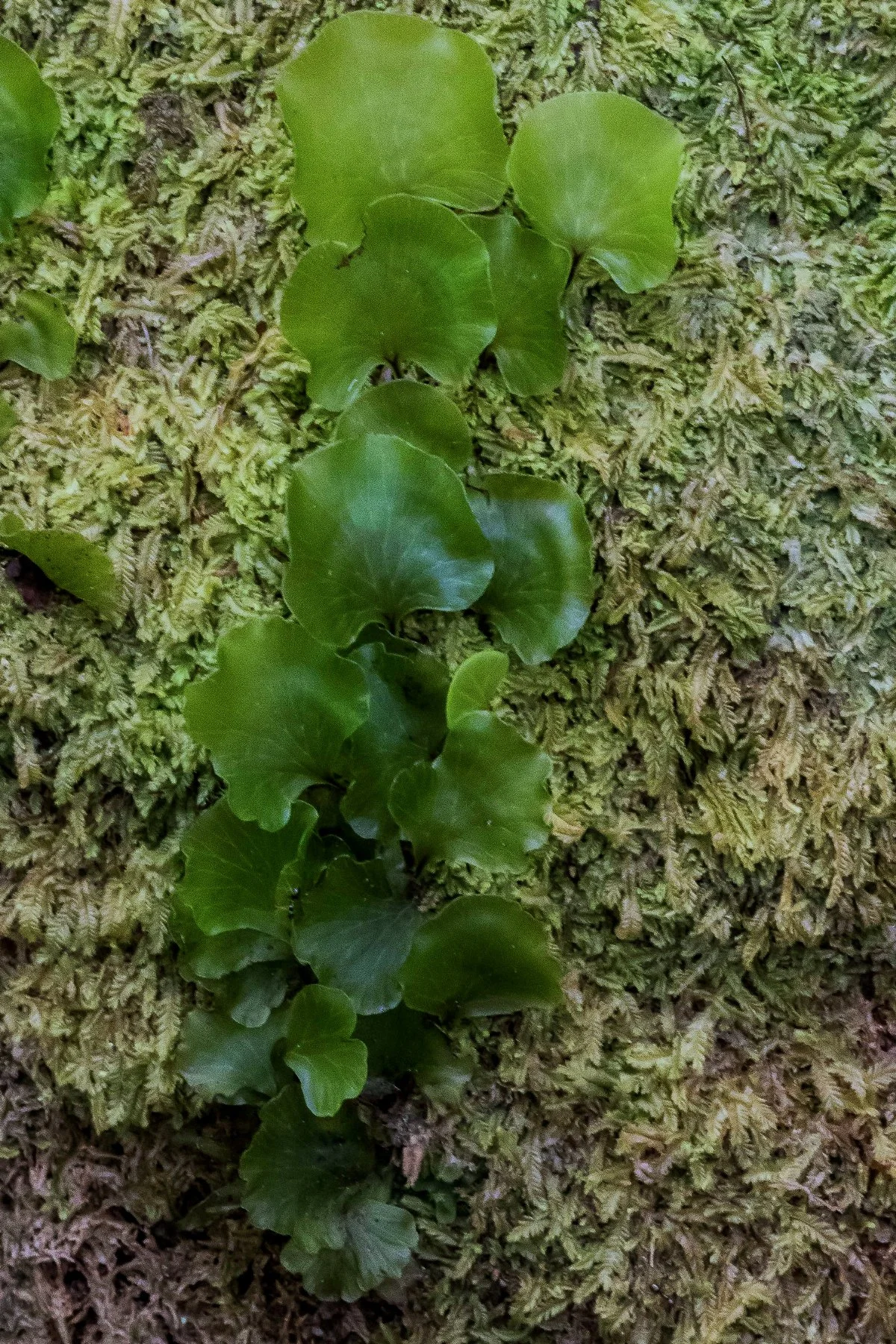 Kidney Fern,Raurenga,-223d.jpg