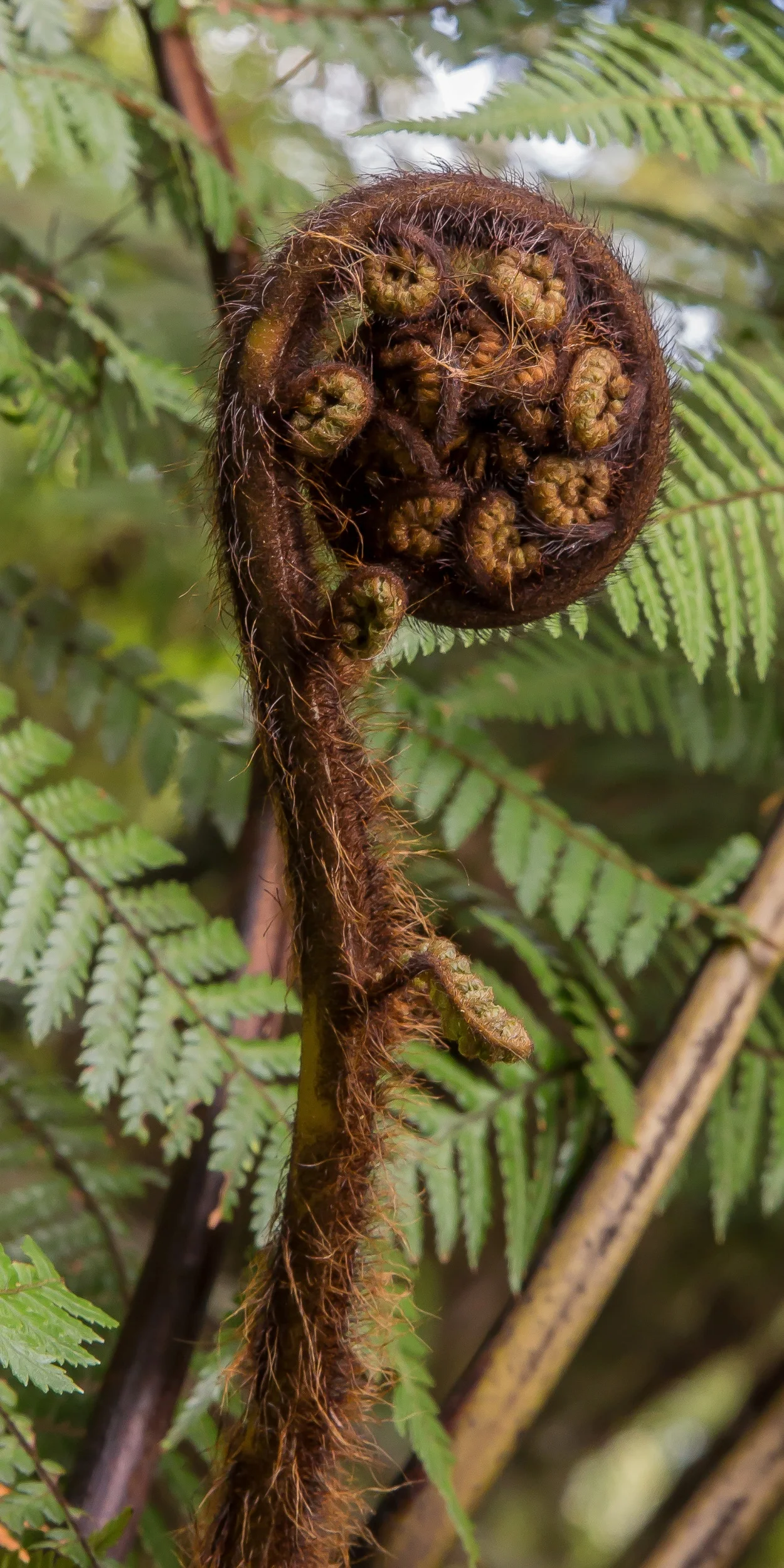 Koro,Cyathea,-077d.jpg