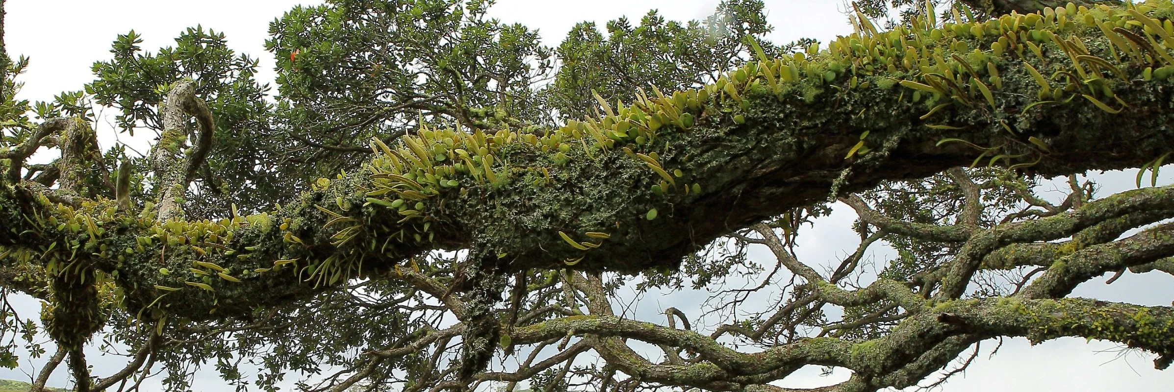 Leather Leaf Fern,495d-.jpg