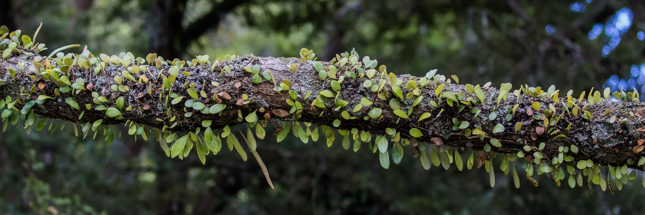 Leatherleaf Fern,-537d.jpg