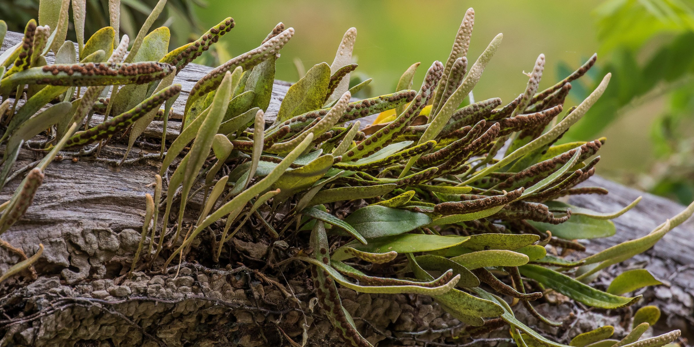 Leatherleaf Fern,-562d.jpg