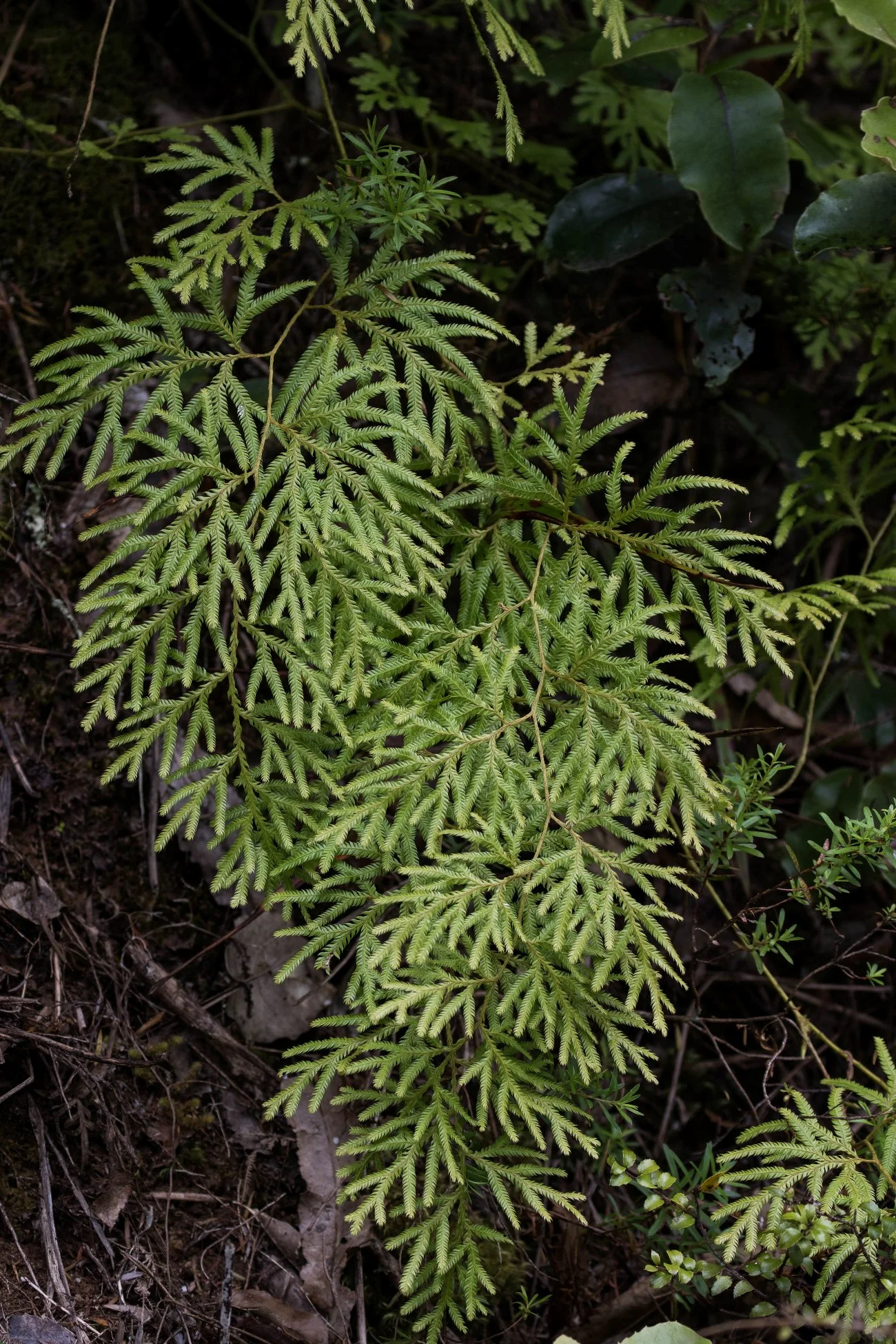 Lycopodium,Waewaekoukou,-1007d.jpg