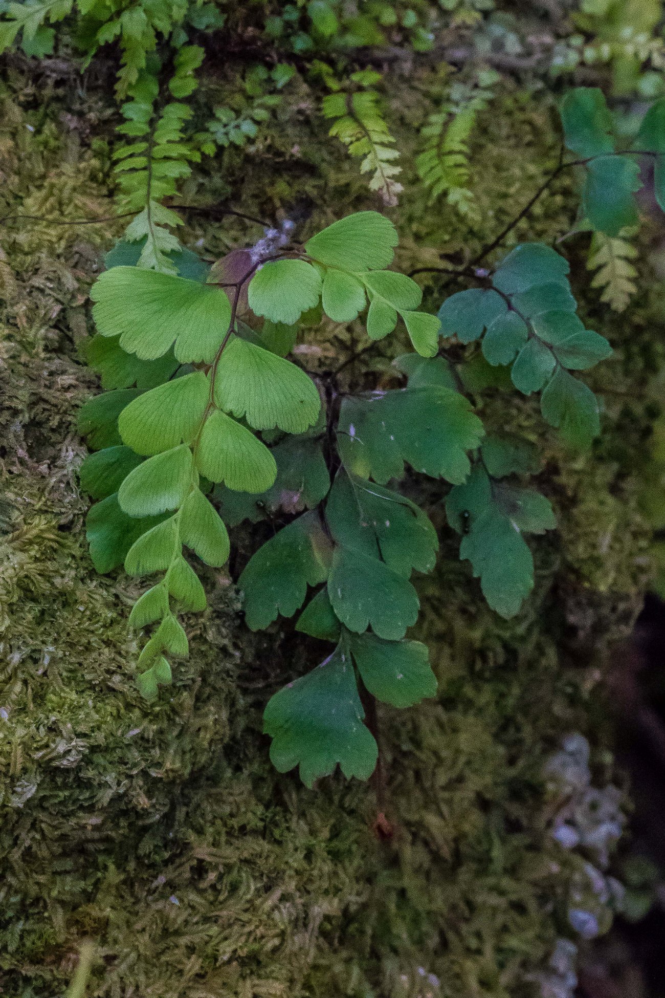 Maiden Hair Fern,-224d.jpg