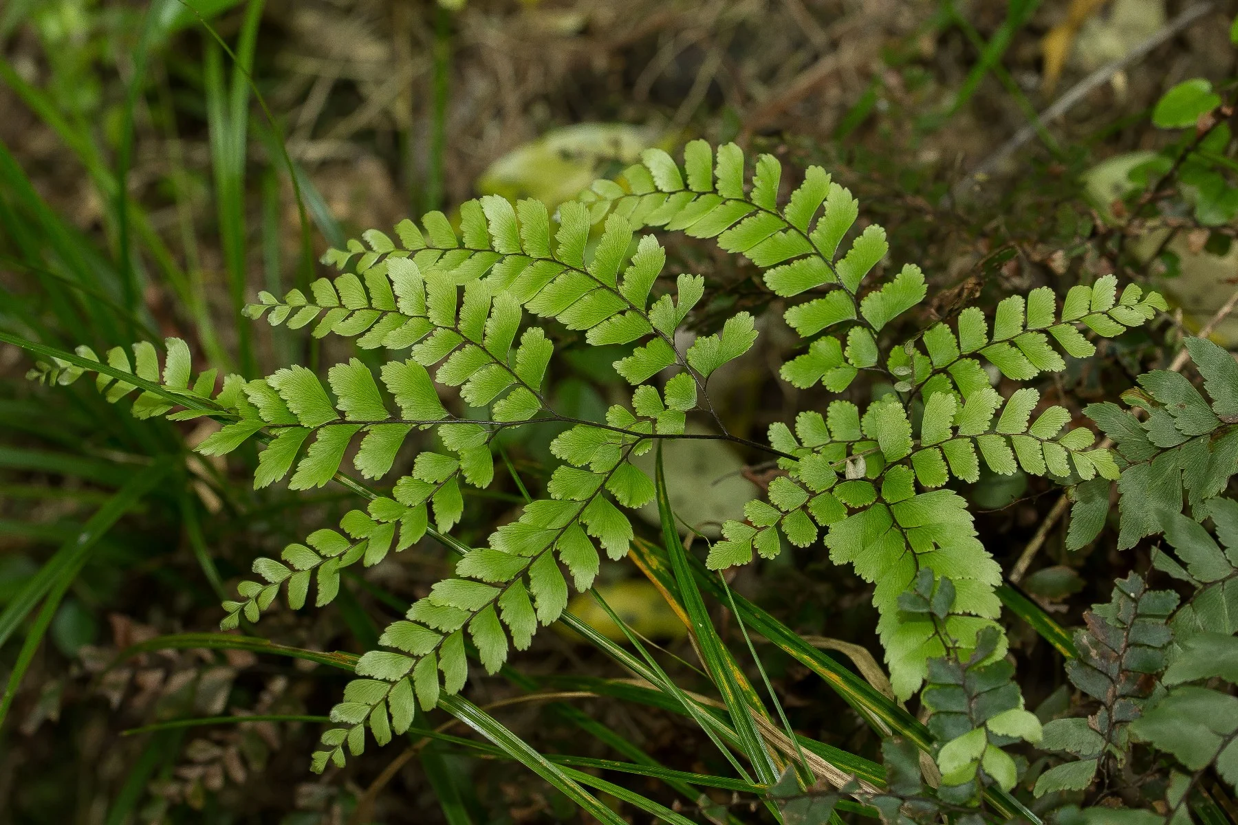 Maidenhair,-312d.jpg
