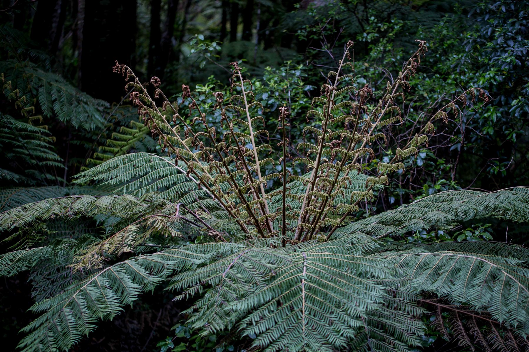 Ponga,-560d.jpg