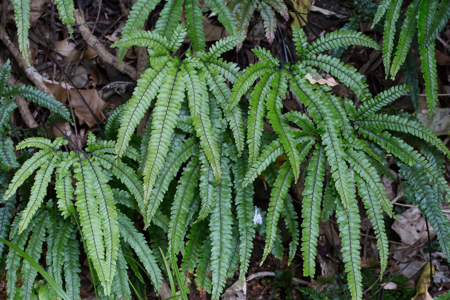 Rosy Maidenhair,-114d.jpg