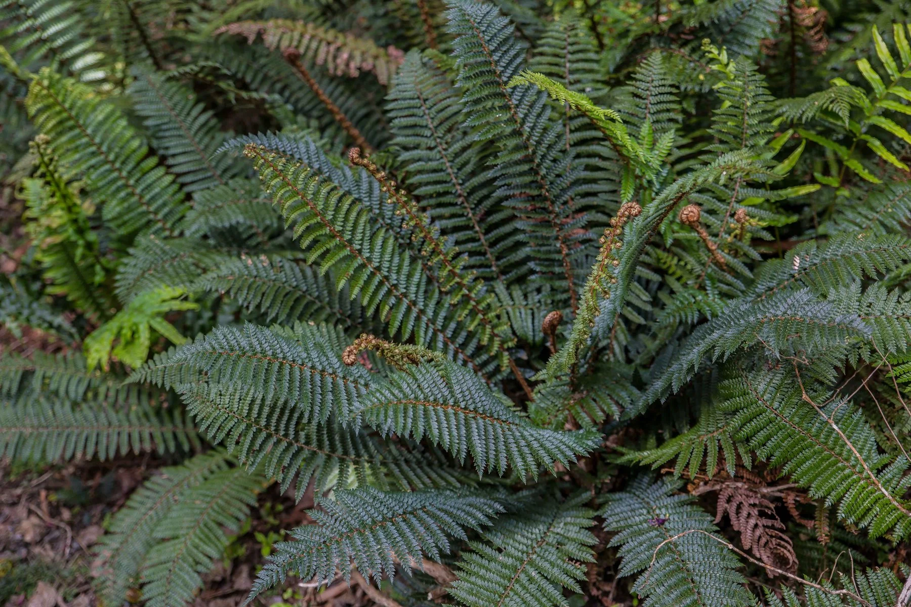 Shield Fern-,-853d.jpg